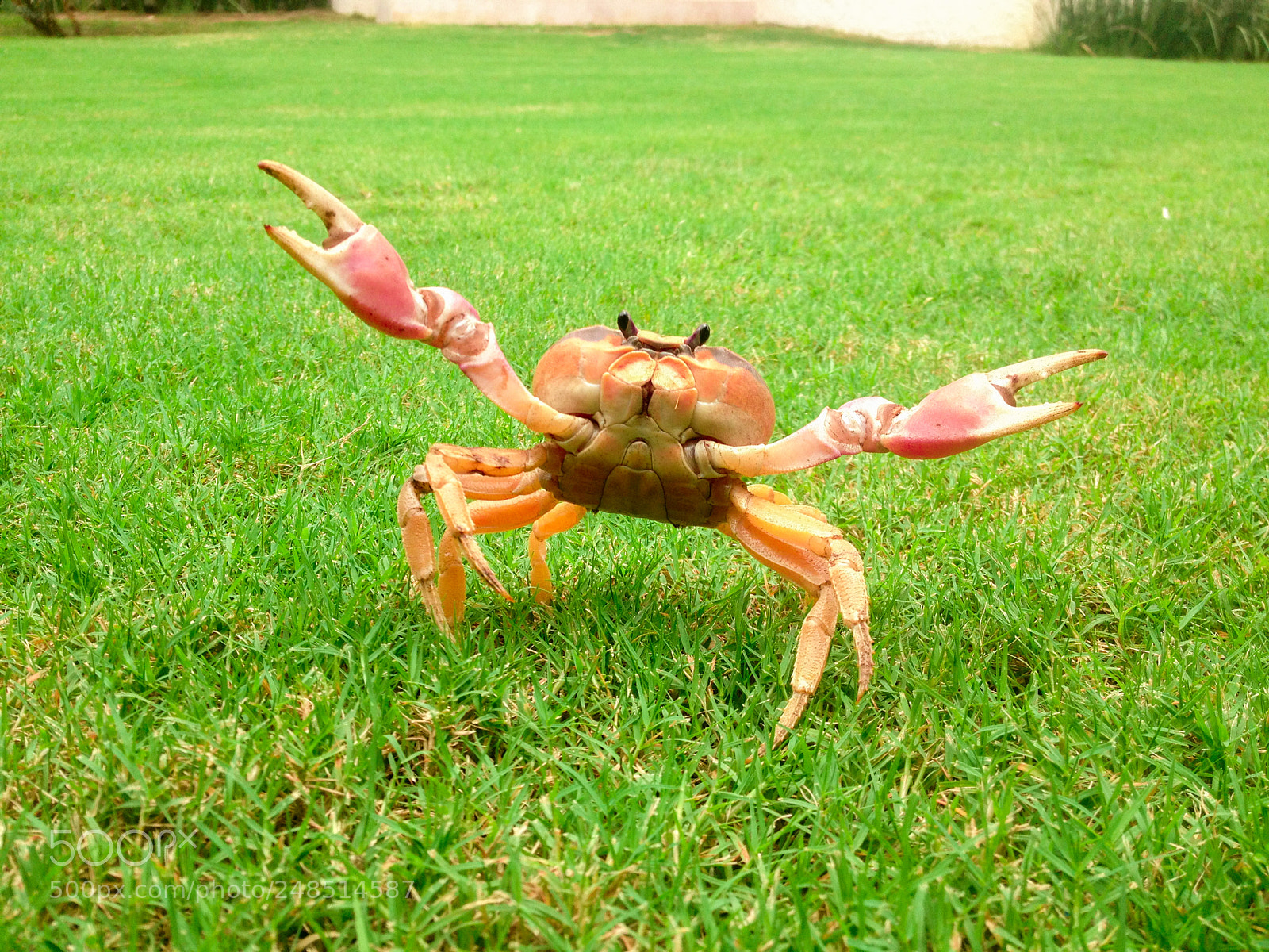 Apple iPhone 4S sample photo. Crab. photography
