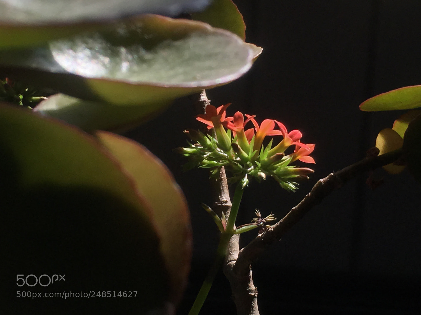 Apple iPhone 6s Plus sample photo. 一花一菩提 a flower one world photography
