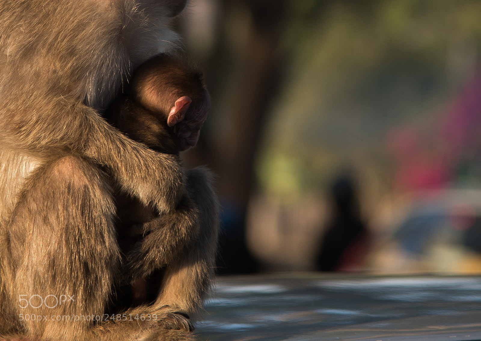 Nikon D810 sample photo. In safe hands photography