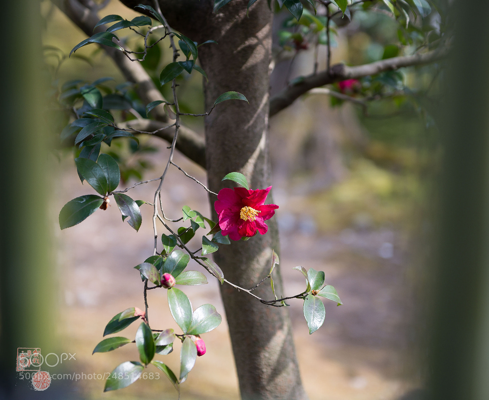 Nikon D610 sample photo. Camellia japonica photography