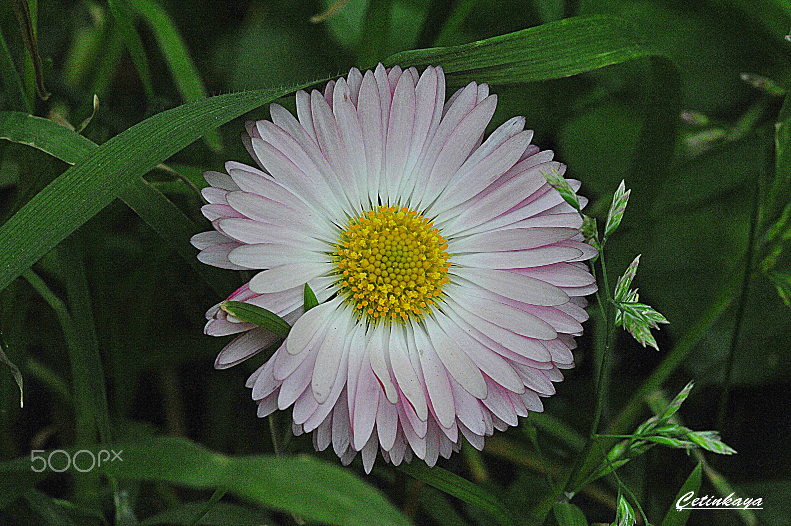 Nikon D700 sample photo. Daisy... photography