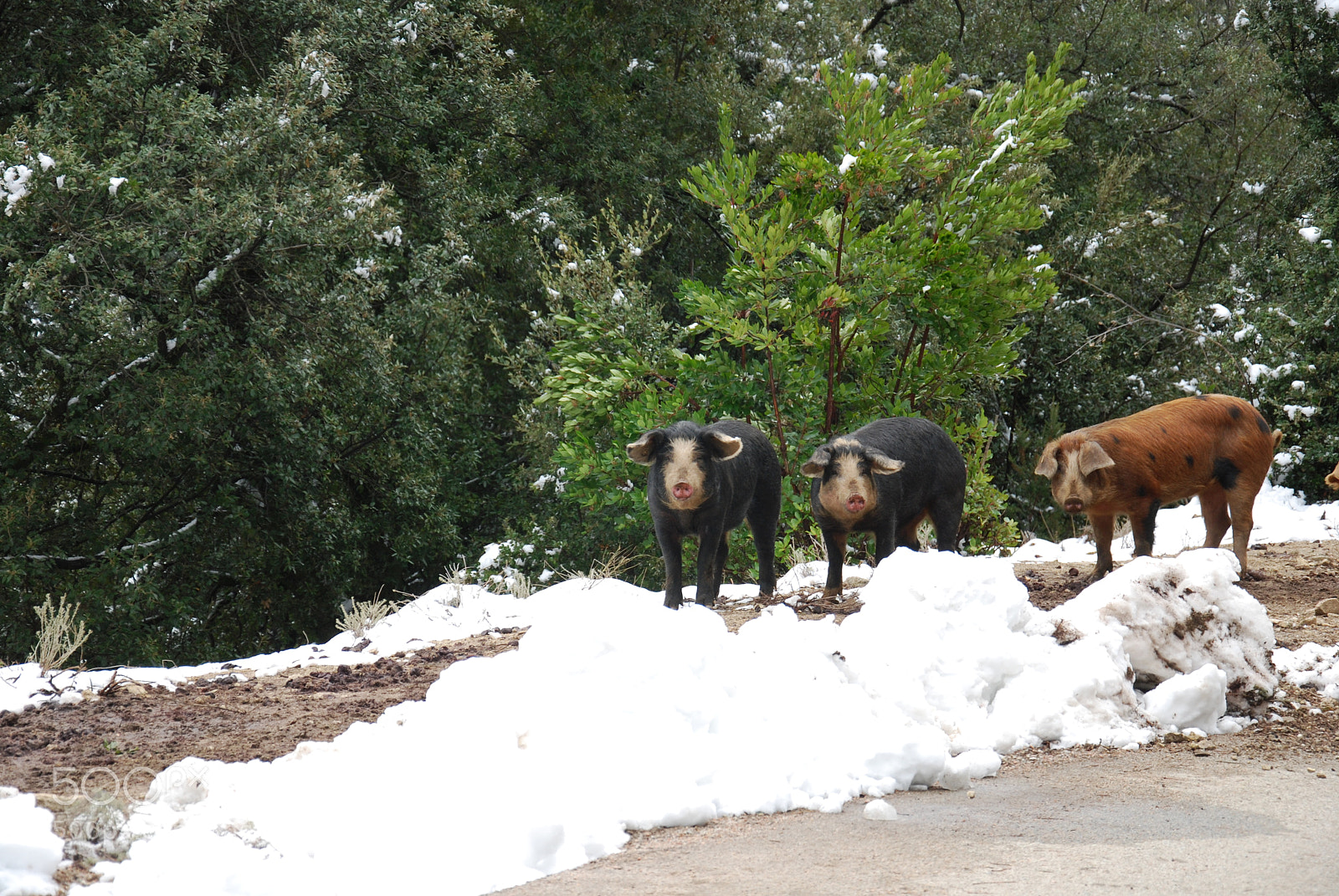 Nikon D60 sample photo. Cochon noir photography