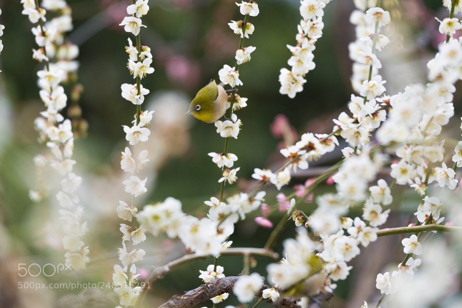 Pentax K-1 sample photo. Spring field. photography
