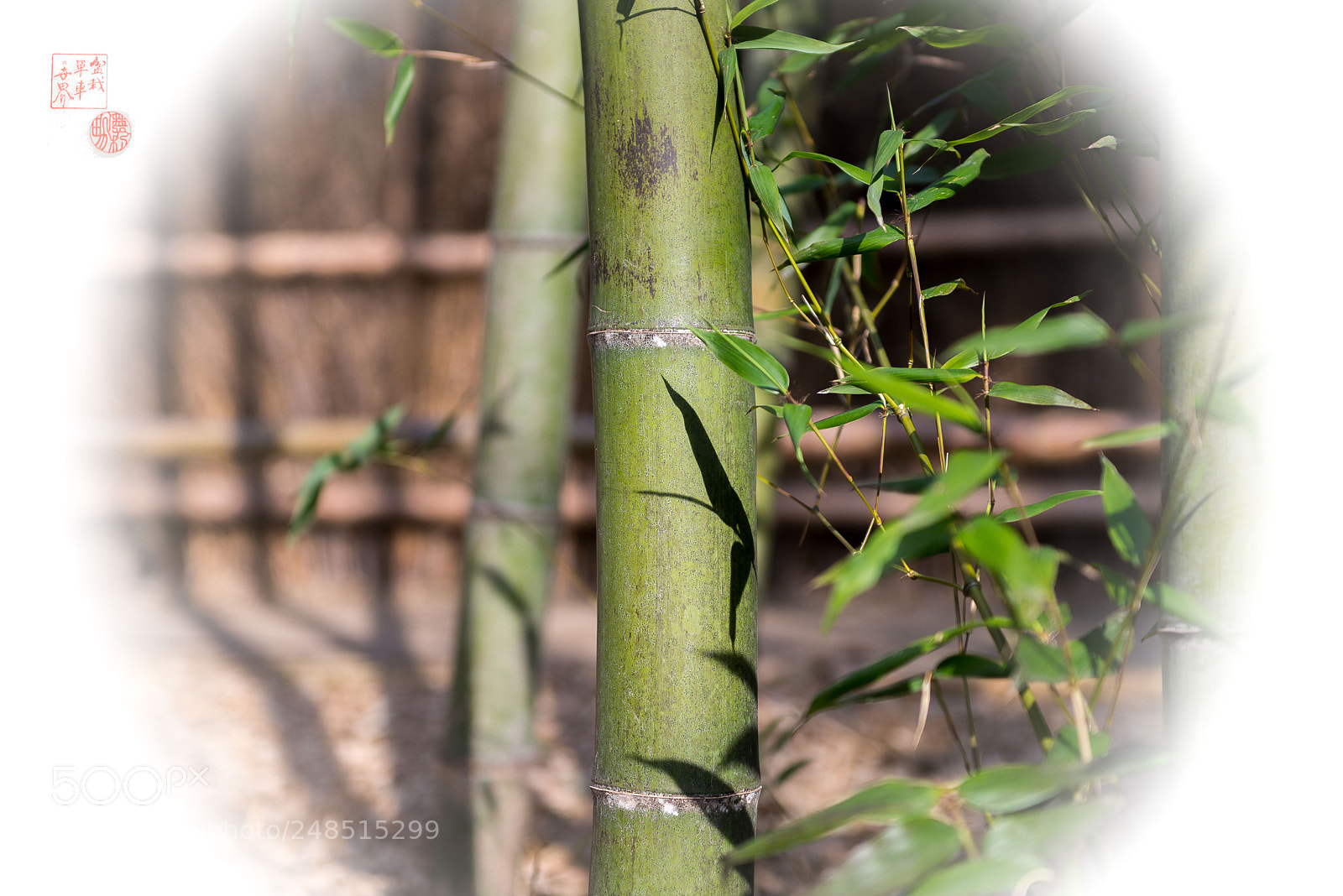 Nikon D610 sample photo. Moso bamboo photography