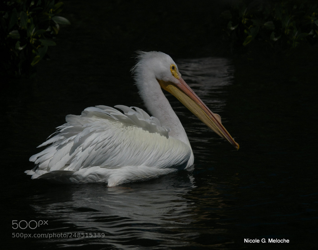 Sony Cyber-shot DSC-RX10 III sample photo. White pelican - pelican photography