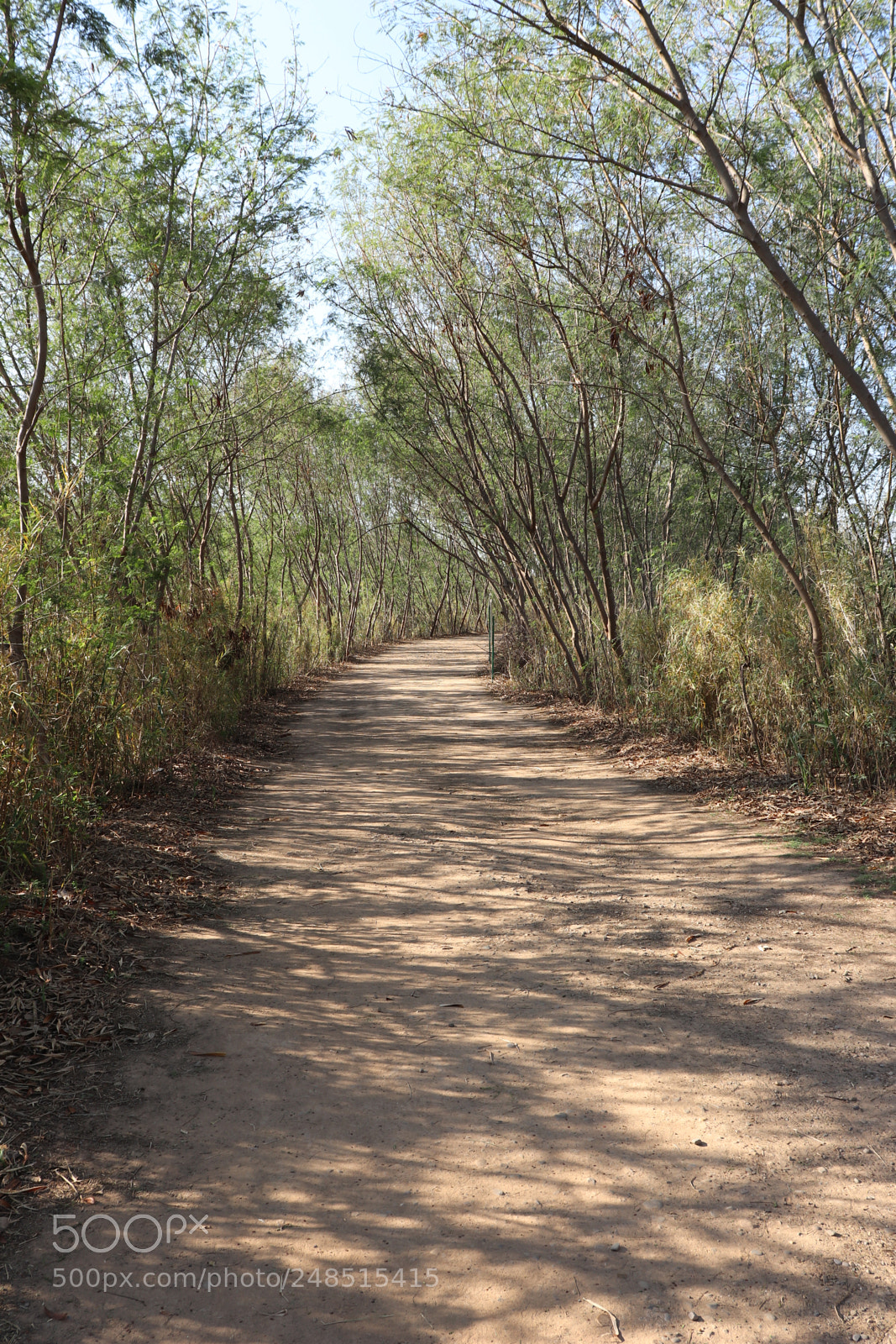 Canon EOS 200D (EOS Rebel SL2 / EOS Kiss X9) sample photo. Jungle path photography