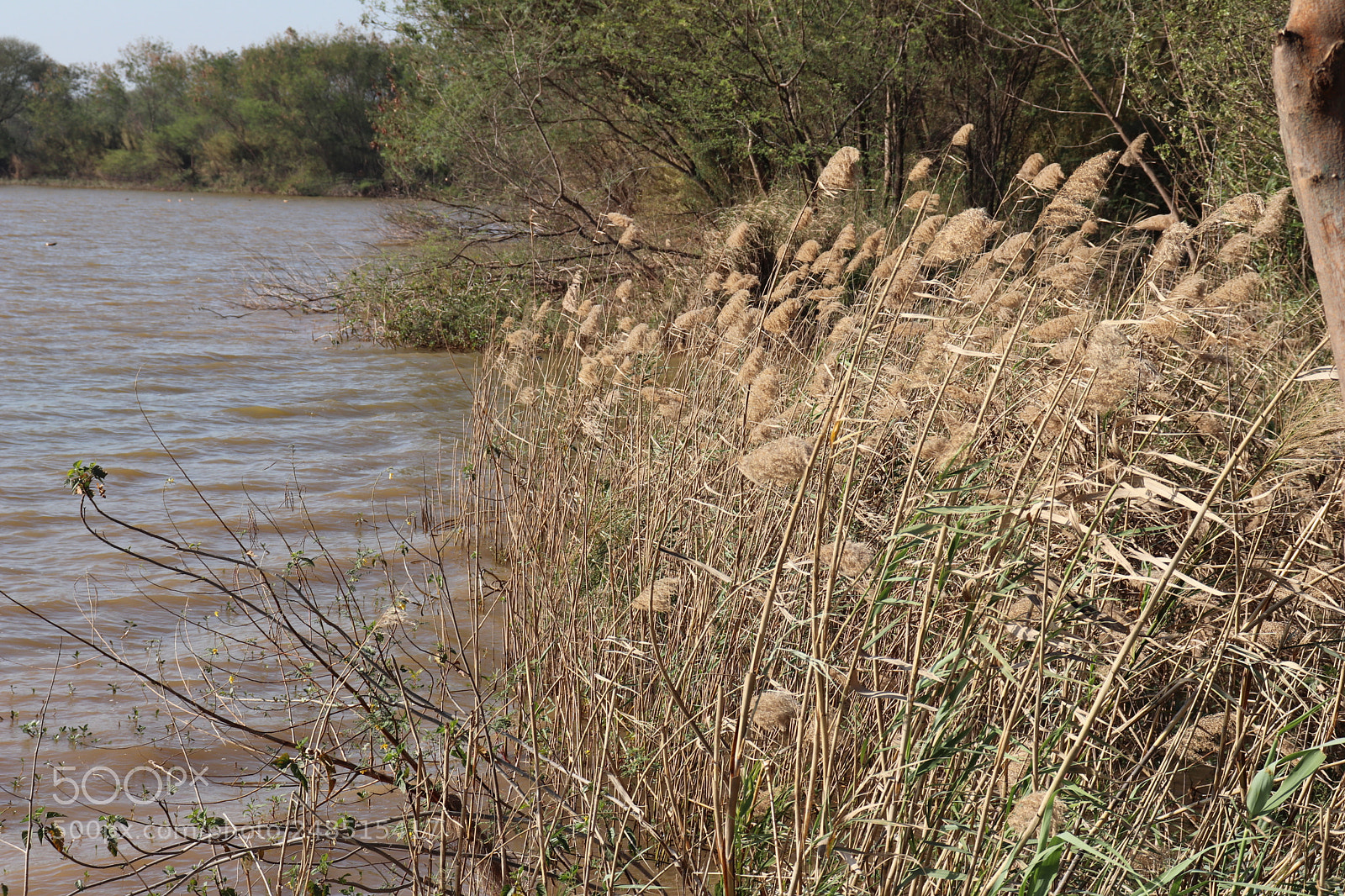 Canon EOS 200D (EOS Rebel SL2 / EOS Kiss X9) sample photo. Lake and bushes photography