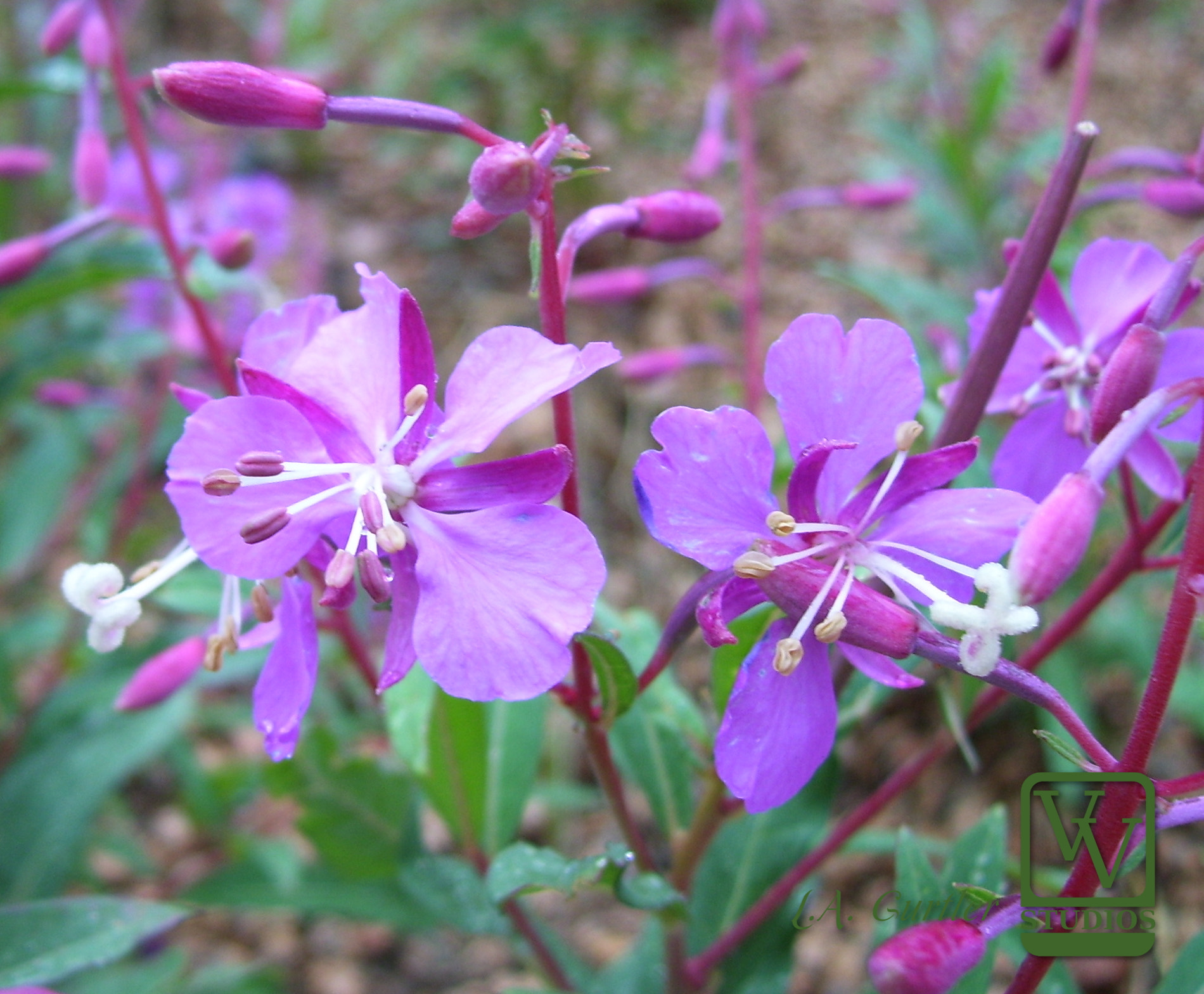 Kodak EASYSHARE C533 ZOOM DIGITAL CAMERA sample photo. Alpine fireweed flowers photography