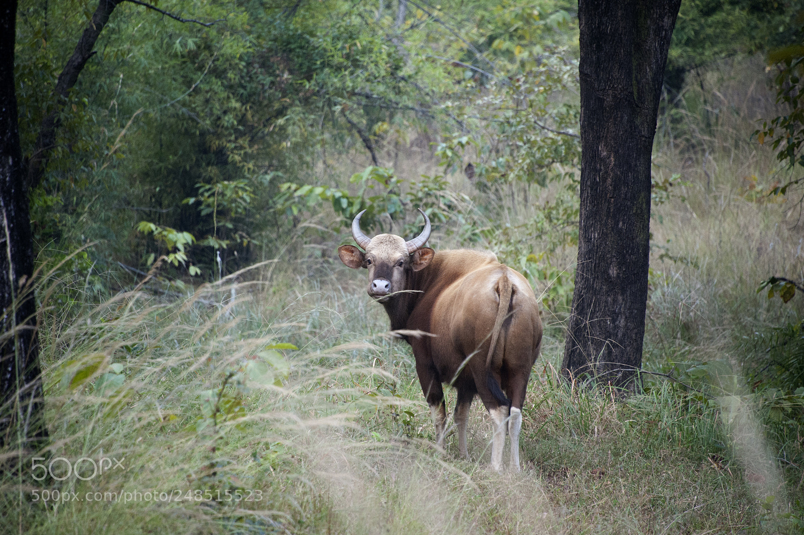 Nikon D700 sample photo. Bison.jpg photography