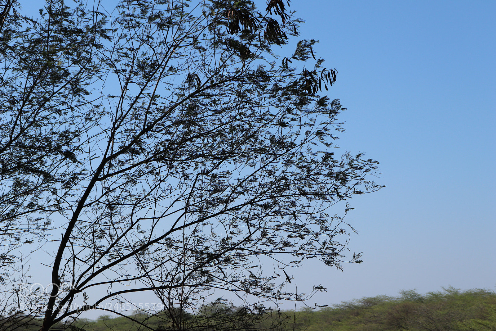 Canon EOS 200D (EOS Rebel SL2 / EOS Kiss X9) sample photo. Swaying branches photography