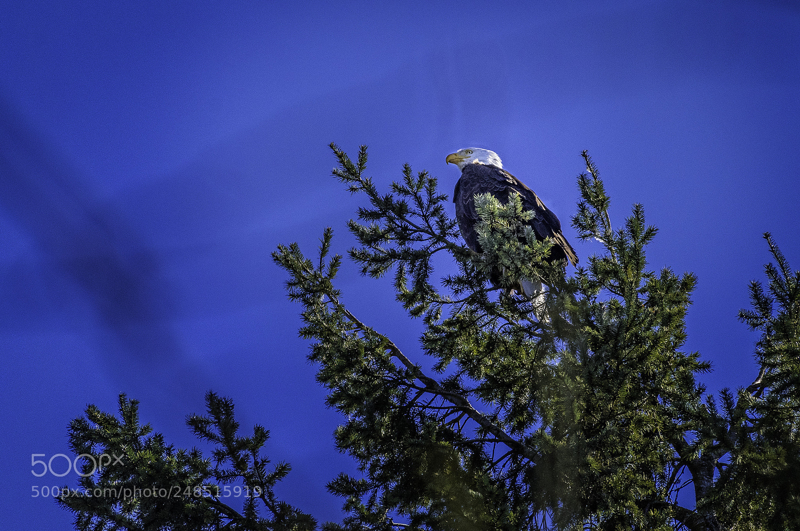Nikon D810 sample photo. Lookout photography