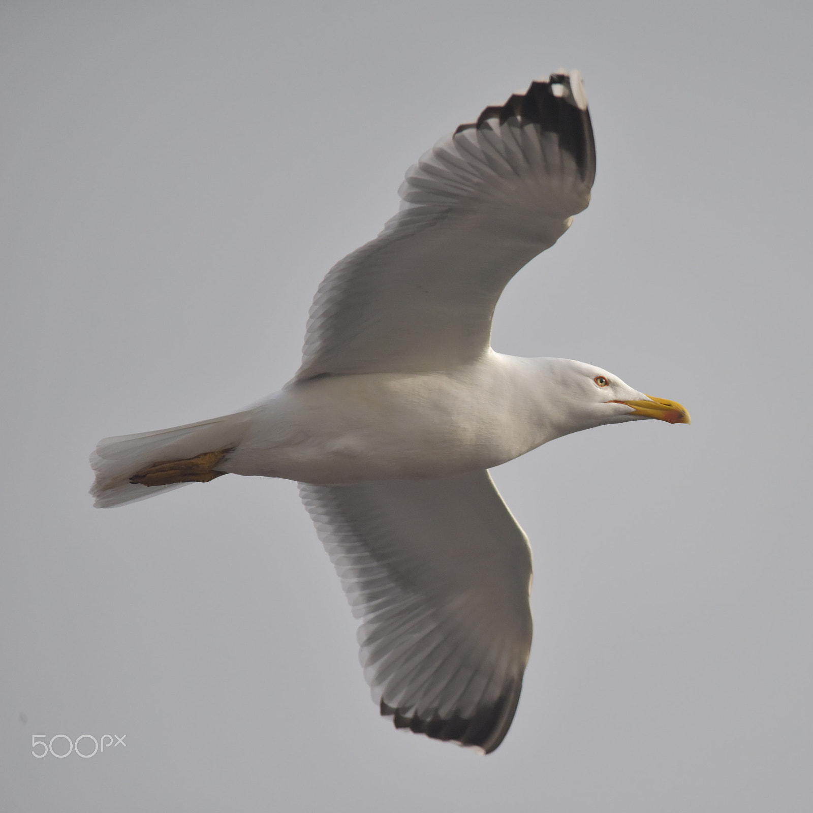 Sigma 150-500mm F5-6.3 DG OS HSM sample photo. Martı photography