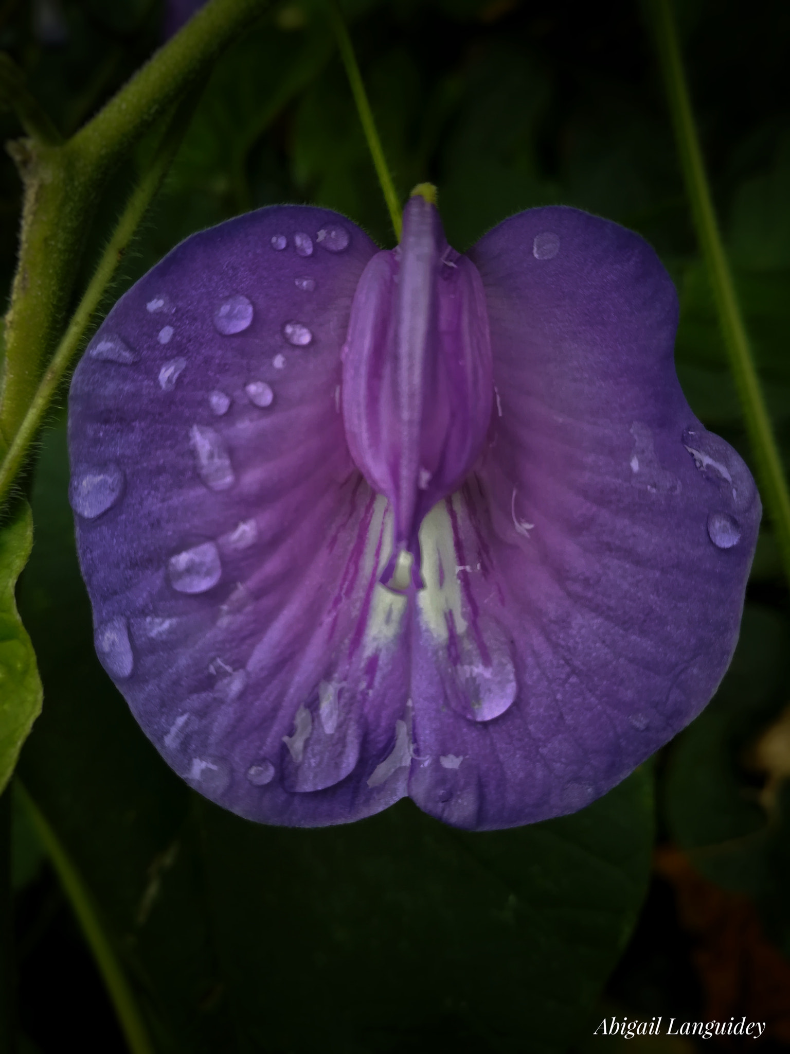 HUAWEI MATE 9 LITE sample photo. Lila after the rain photography