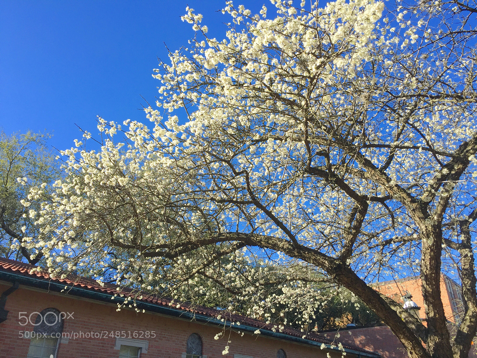 Apple iPhone 6 Plus sample photo. Spring warrior photography