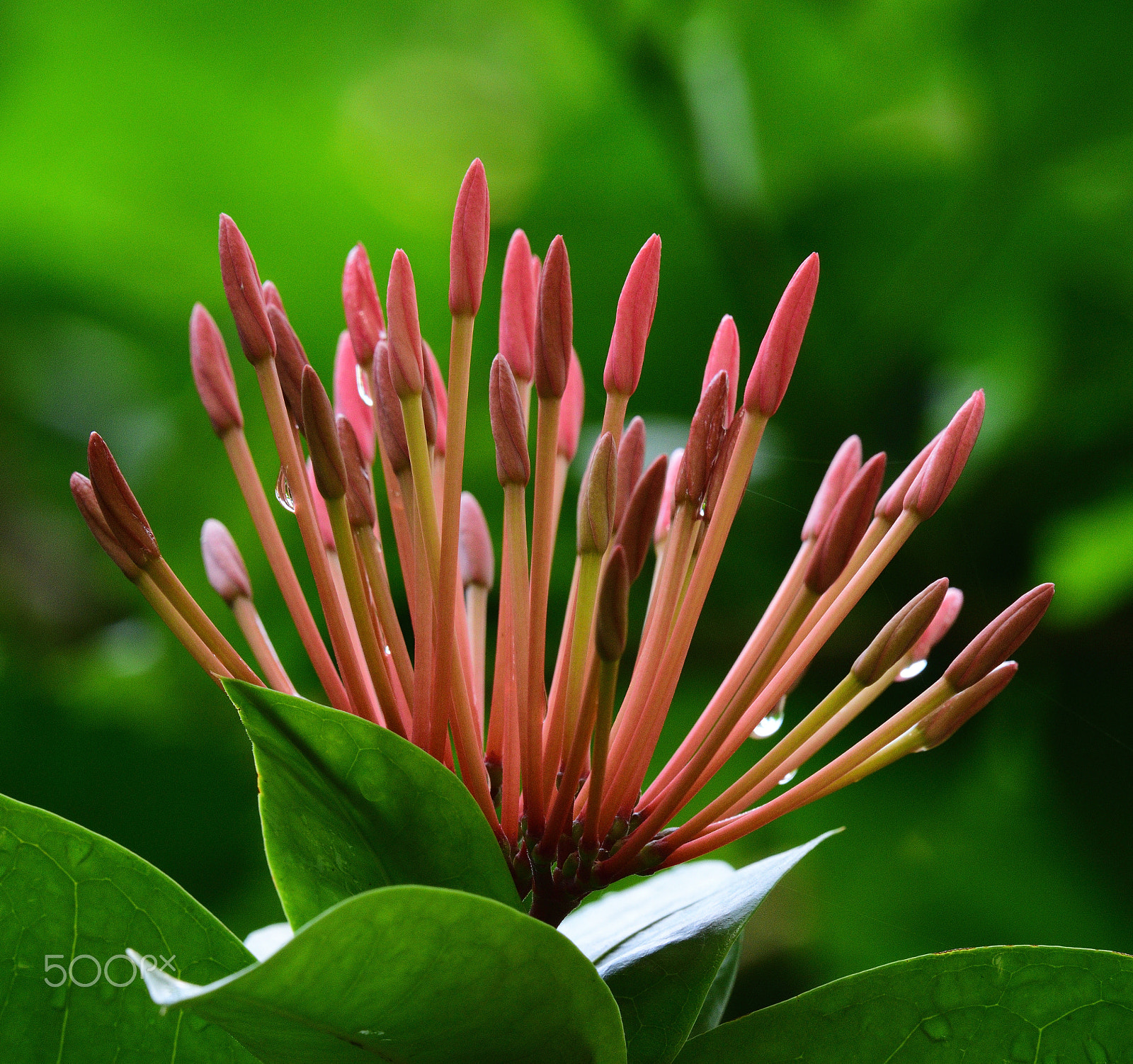 Nikon AF-S Nikkor 200-500mm F5.6E ED VR sample photo. Ixora flower photography