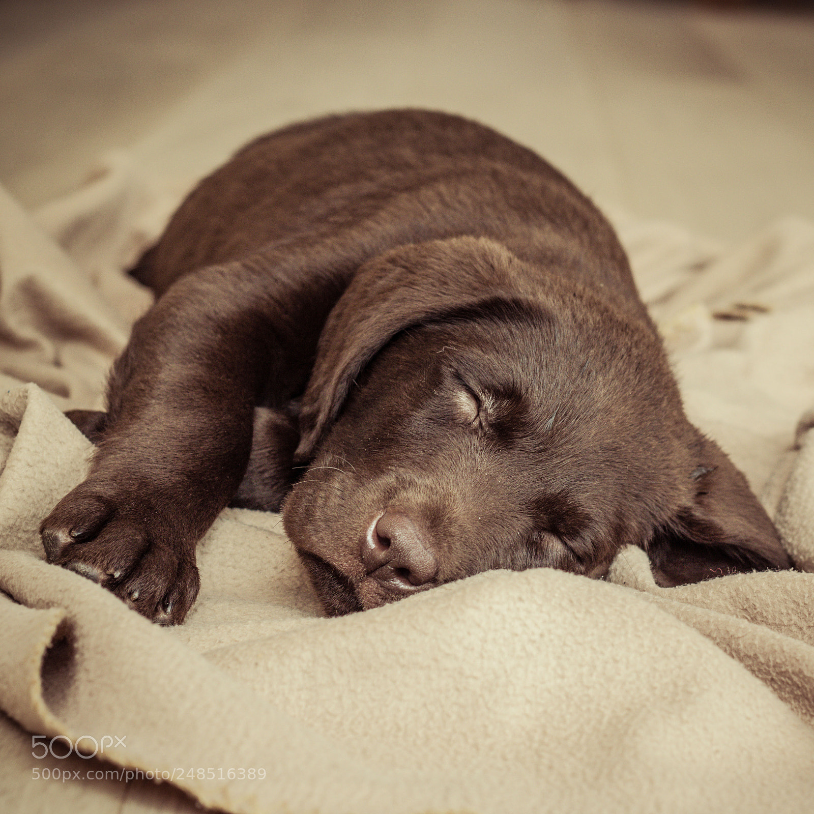 Canon EOS 7D Mark II sample photo. Tired after playing... photography