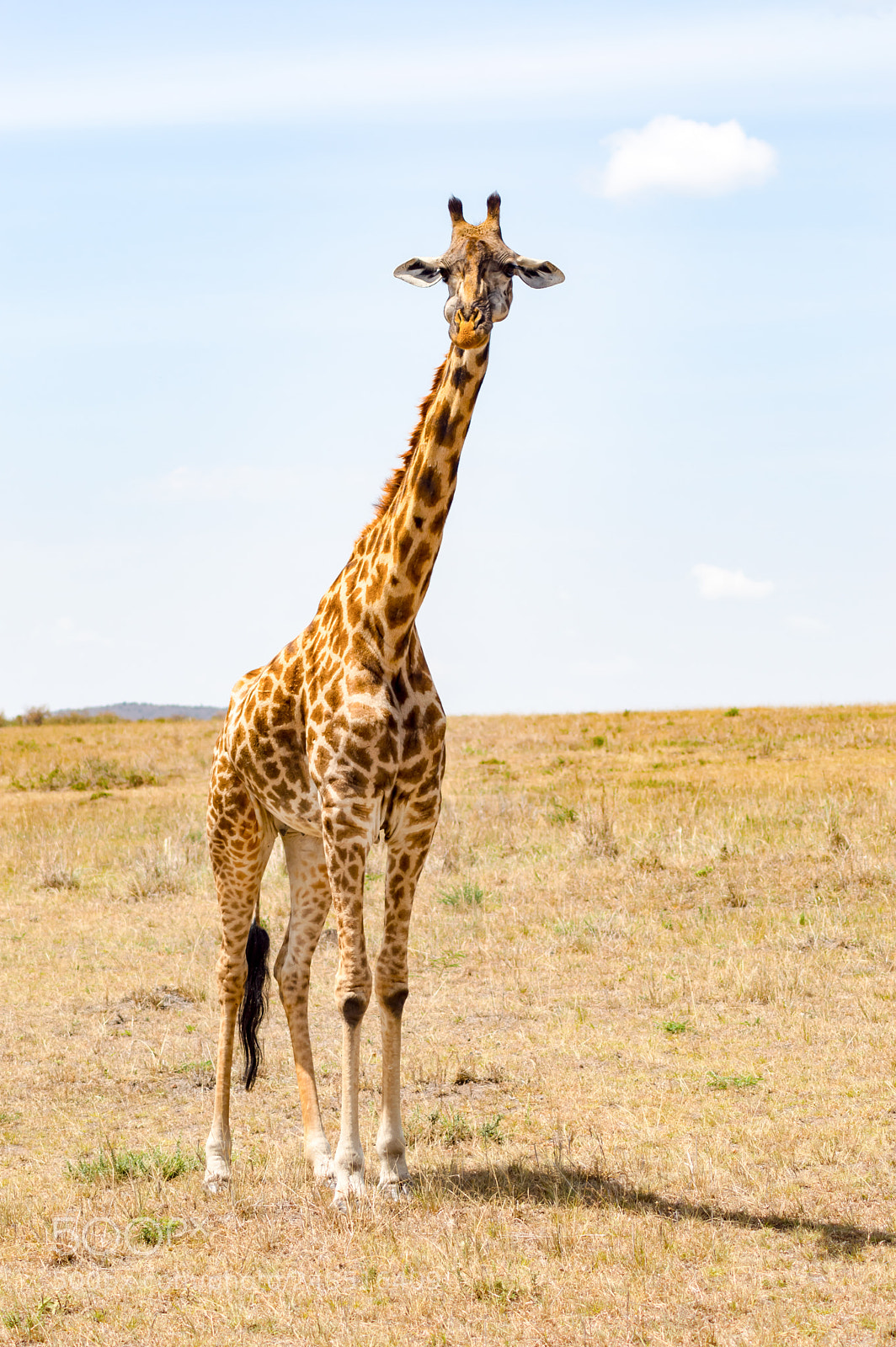 Nikon D3200 sample photo. Isolated giraffe near acacia photography