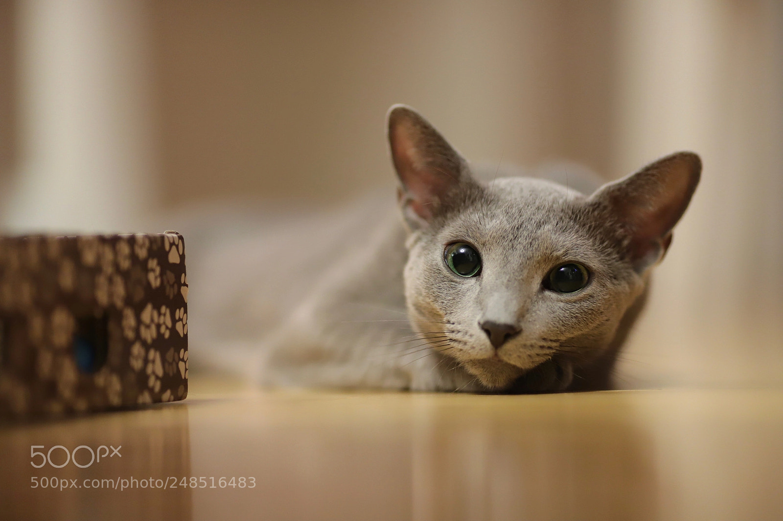 Canon EOS 6D Mark II sample photo. Theo photography