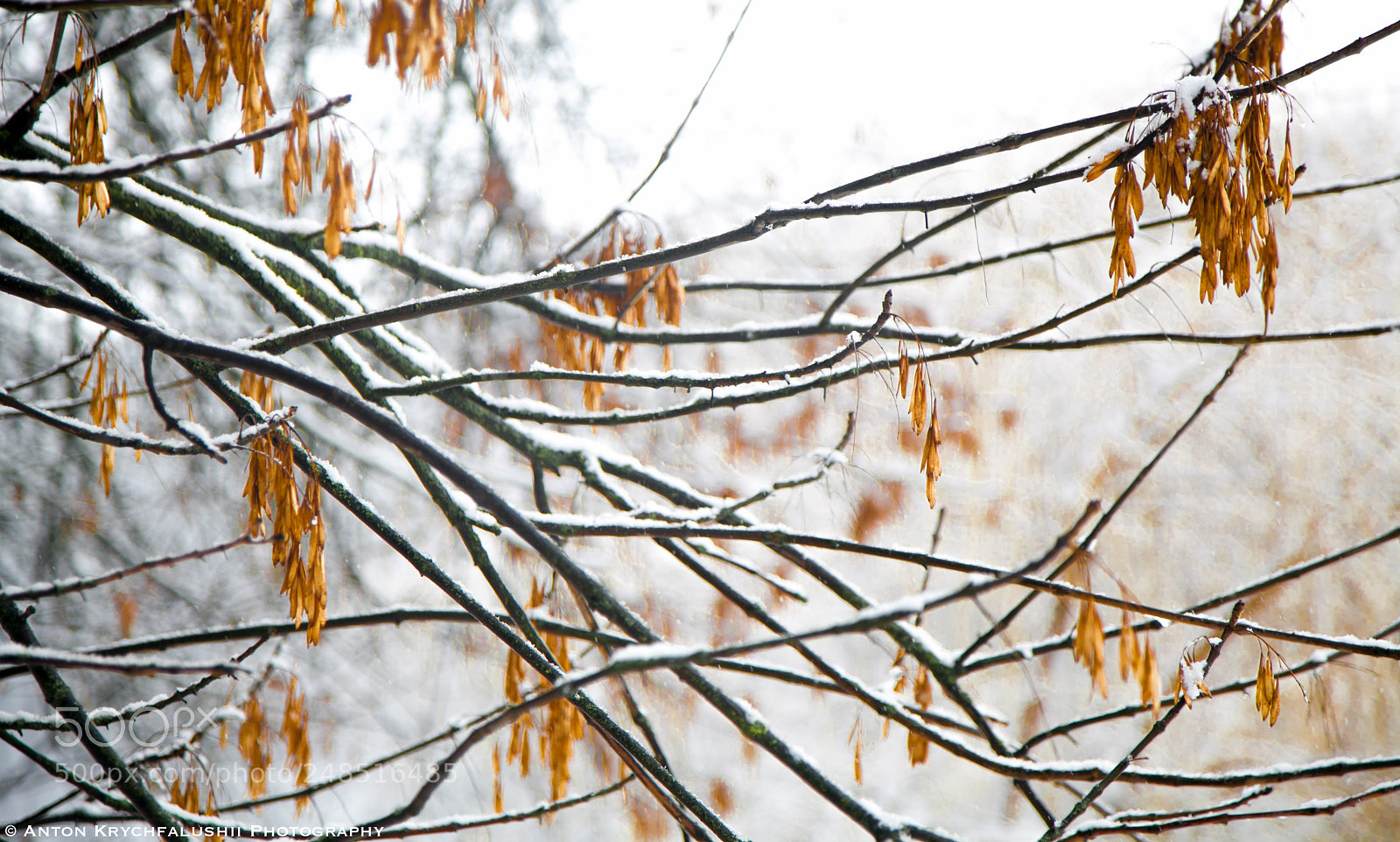 Canon EOS 5D Mark II sample photo. Frozen leaves photography