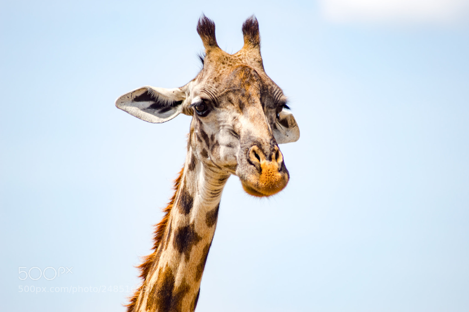 Nikon D3200 sample photo. Isolated giraffe near acacia photography