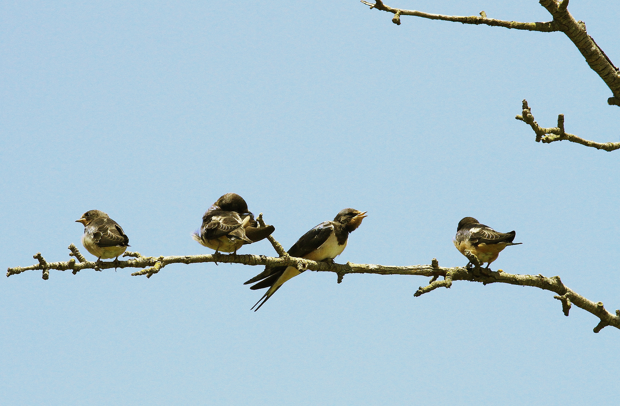 Canon EOS 7D + Canon EF 400mm F5.6L USM sample photo. Barn swallow,  » hirundo rustica »,kır kırlangıcı photography