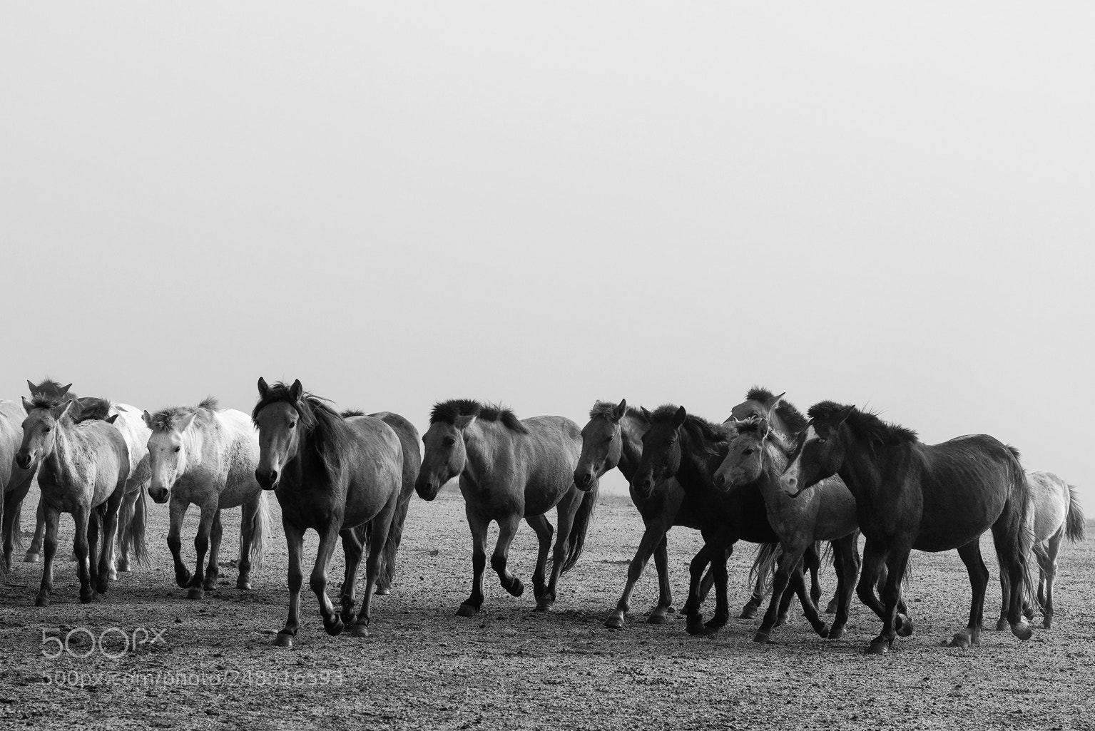 Nikon D800 sample photo. Horses x photography