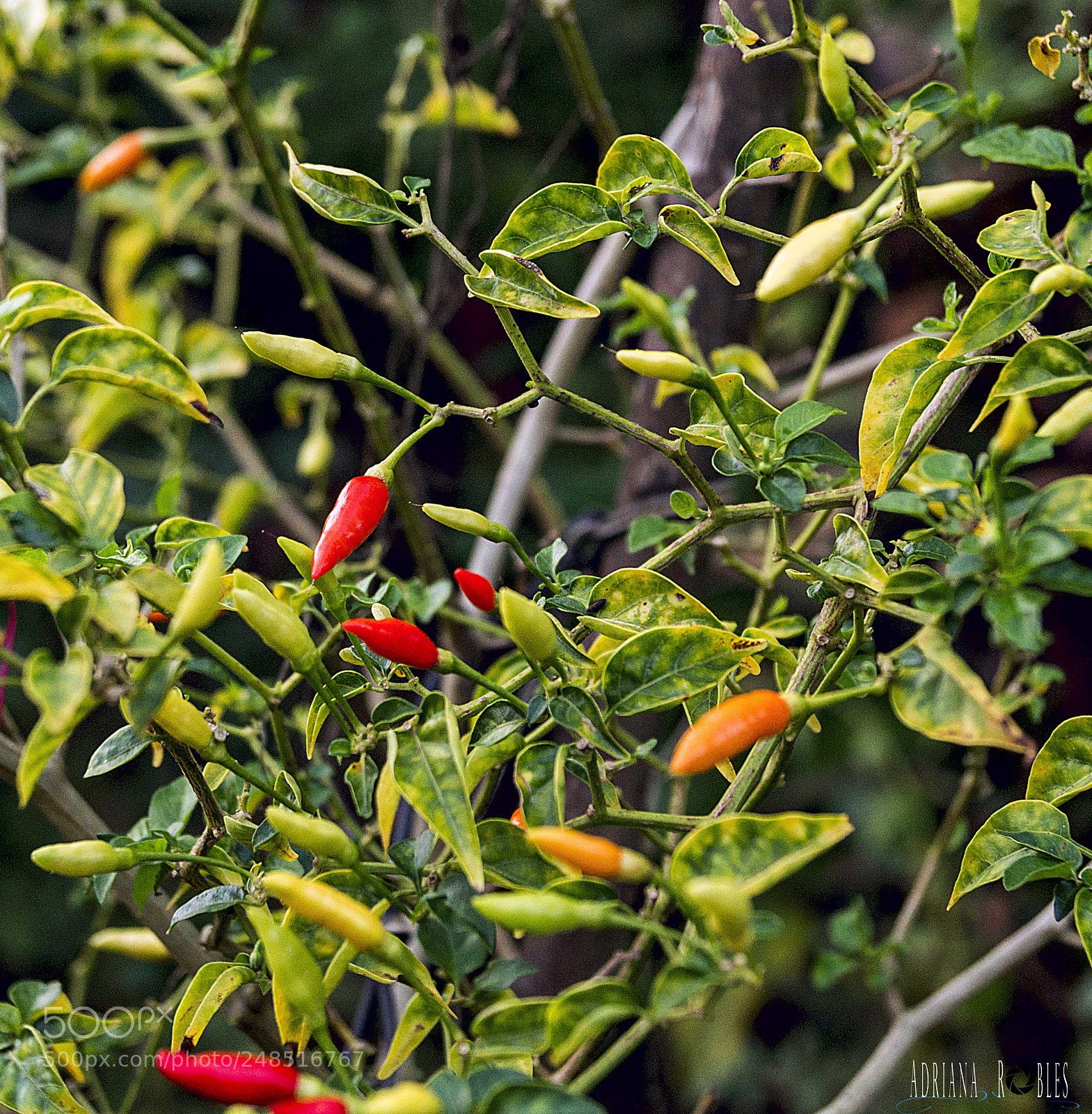 Sony SLT-A37 sample photo. Untitled photography