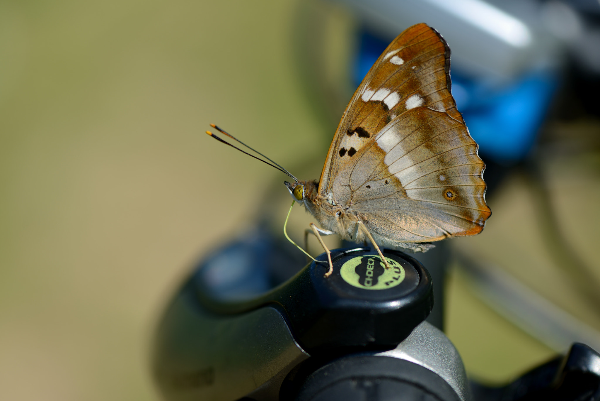 Nikon AF-S Micro-Nikkor 105mm F2.8G IF-ED VR sample photo. Apatura ilia. photography