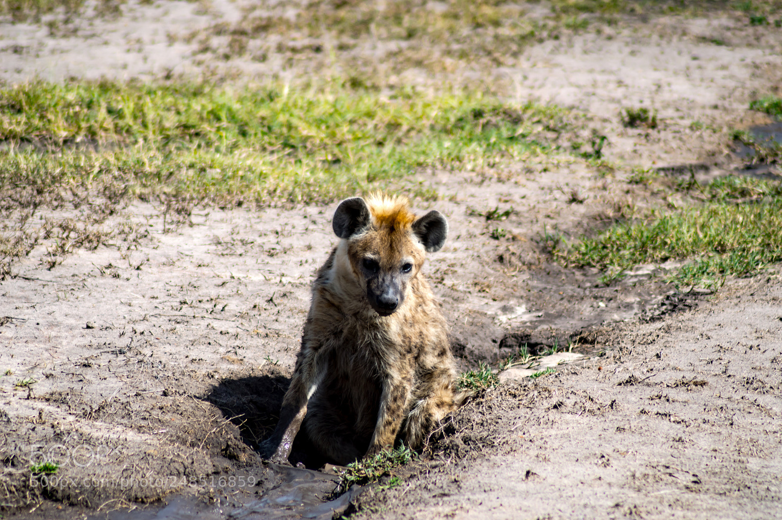 Nikon D3200 sample photo. Hyena taking a mud photography