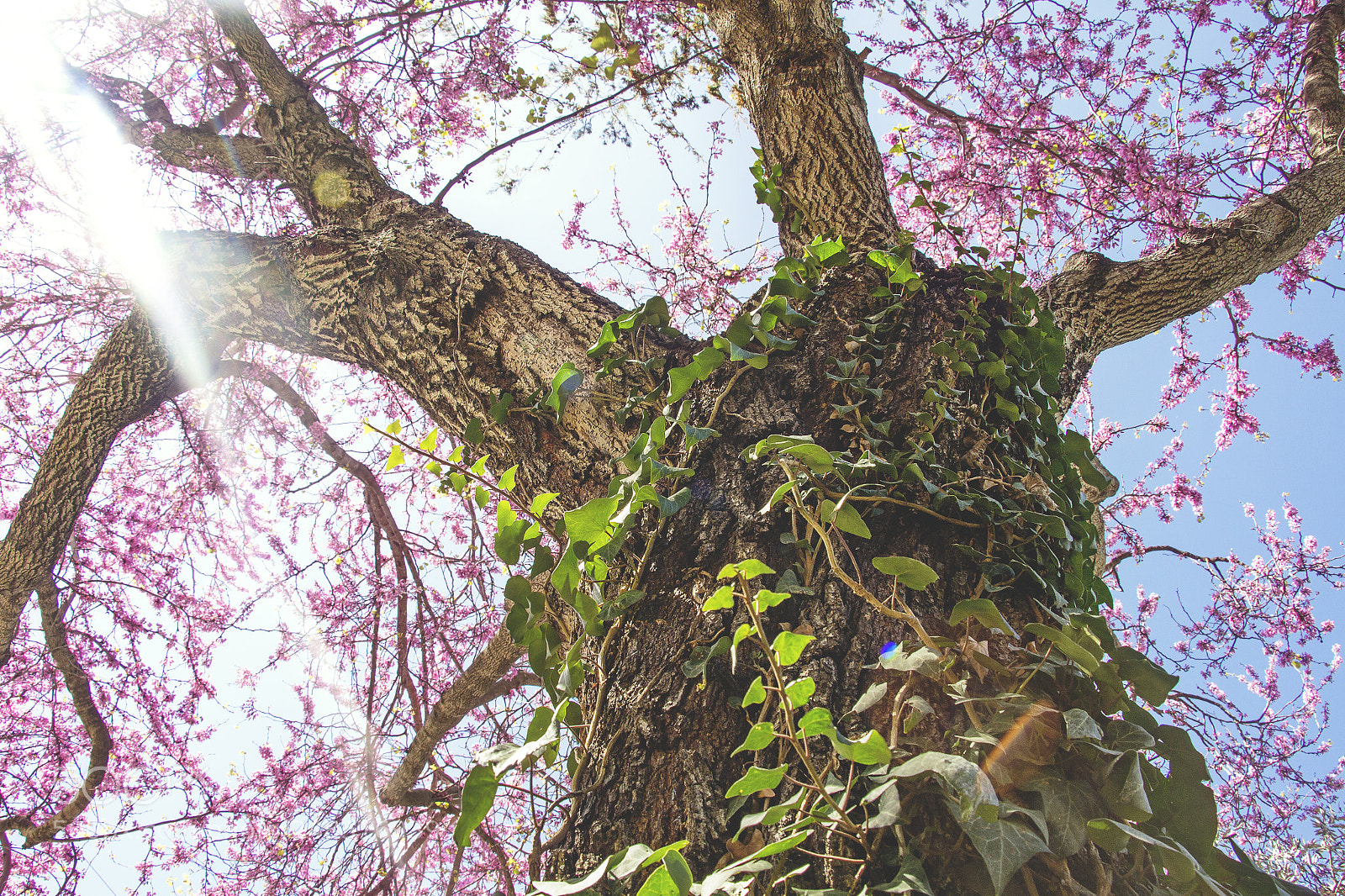 Canon EOS 700D (EOS Rebel T5i / EOS Kiss X7i) sample photo. Blossom photography
