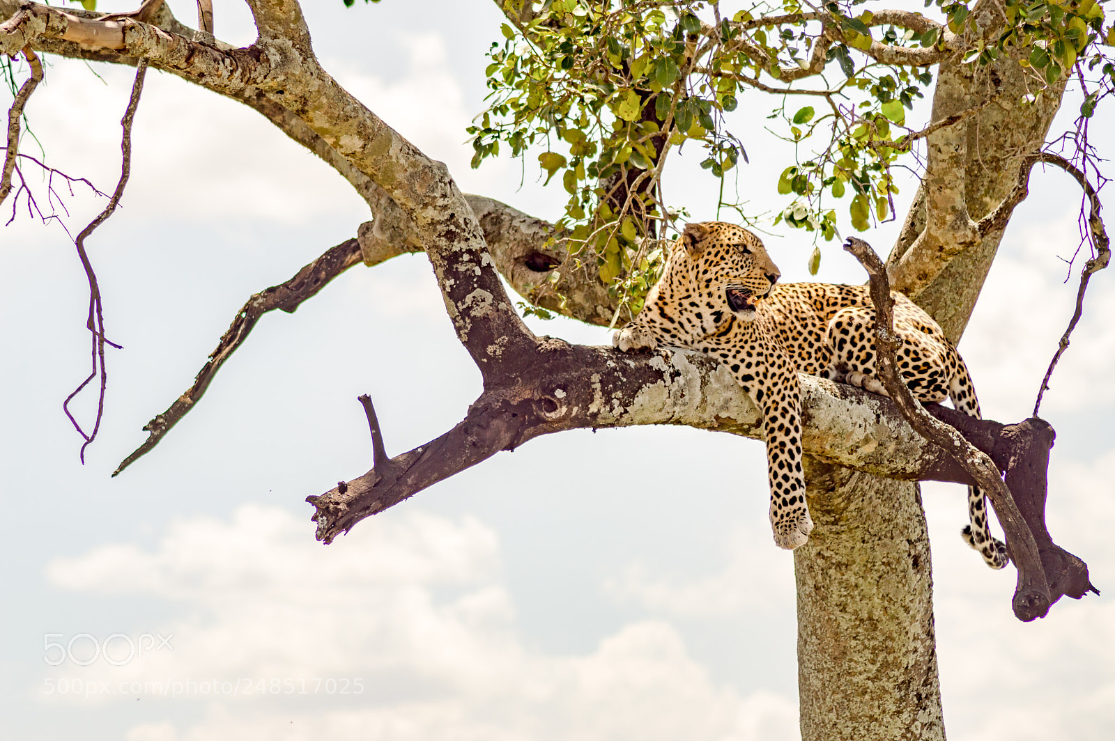 Nikon D3200 sample photo. Leopard lying on a photography