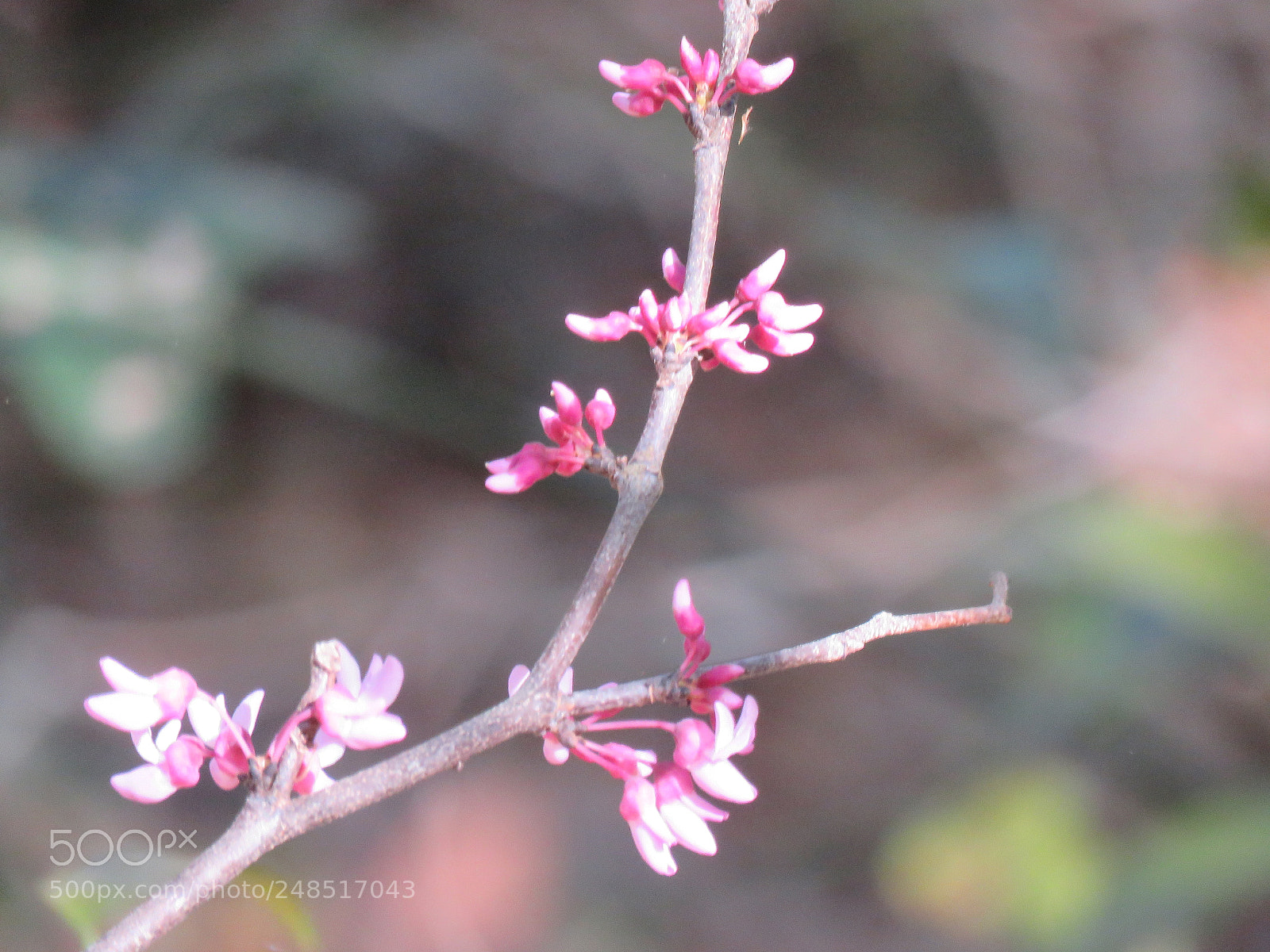 Canon PowerShot SX60 HS sample photo. Spring at the arboretum photography