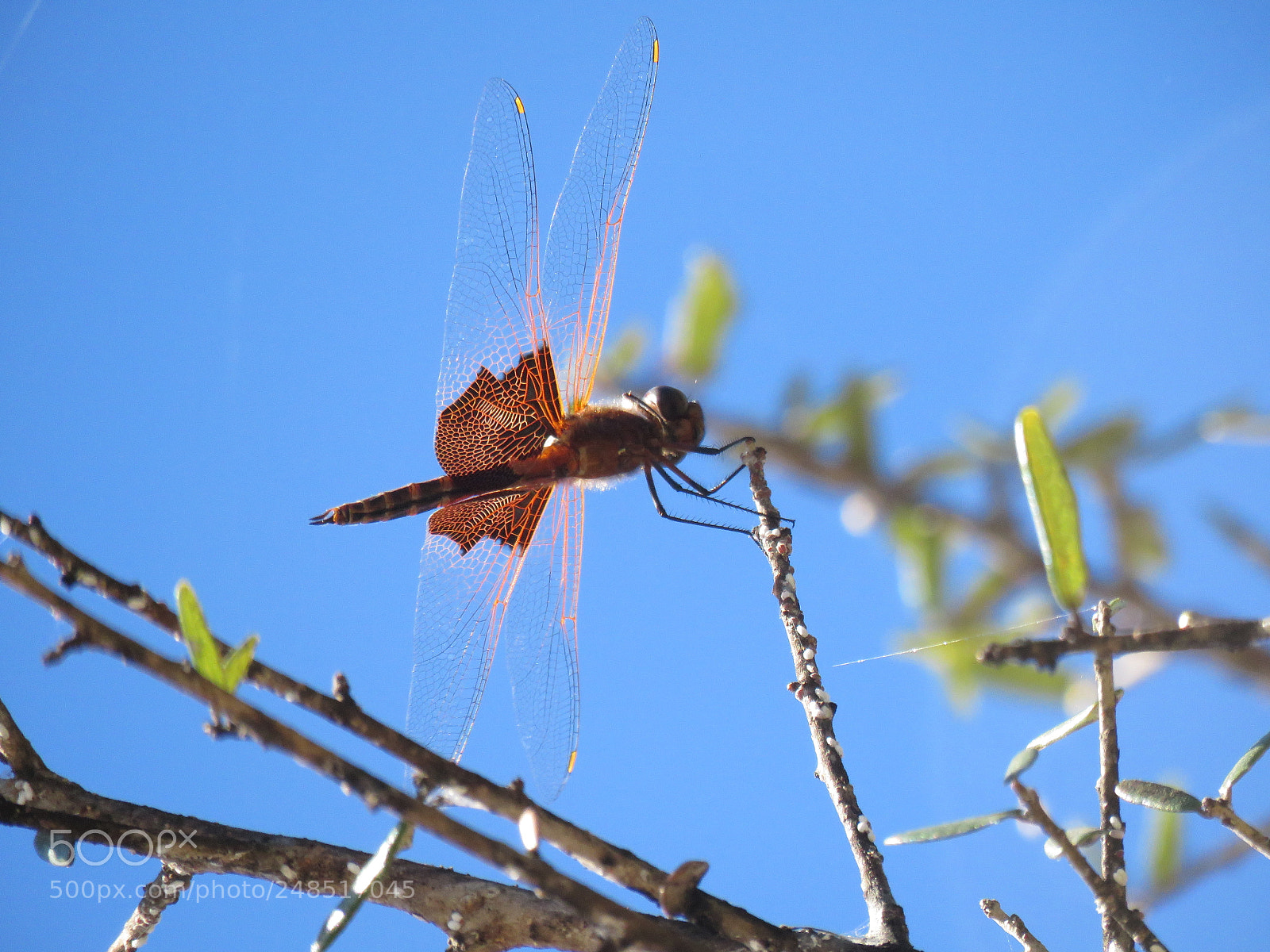 Canon PowerShot SX60 HS sample photo. Dragonfly photography