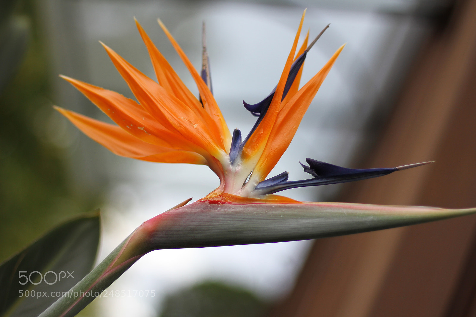Canon EOS 7D sample photo. Flowers photography