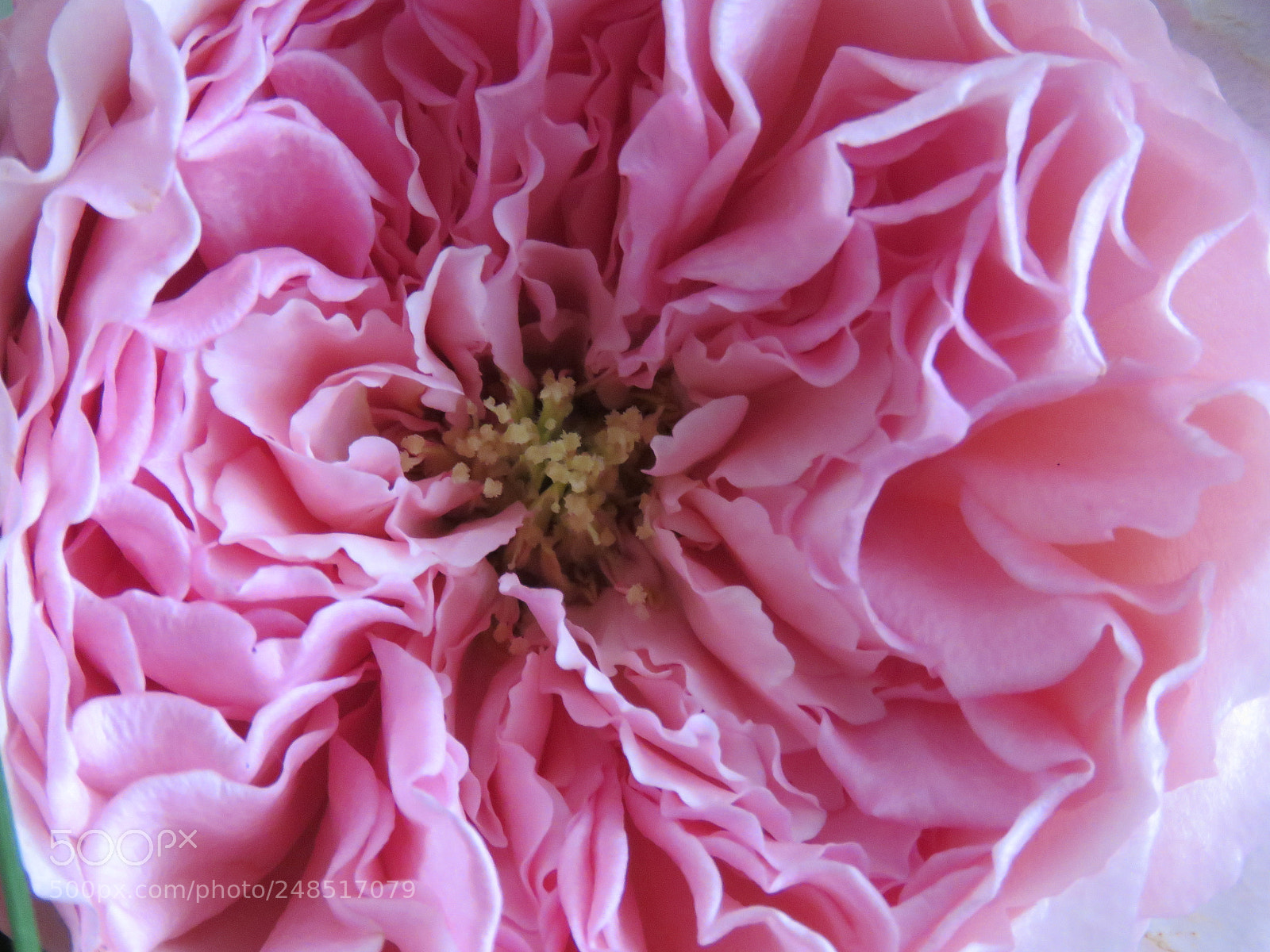 Canon PowerShot SX60 HS sample photo. Pink peony photography