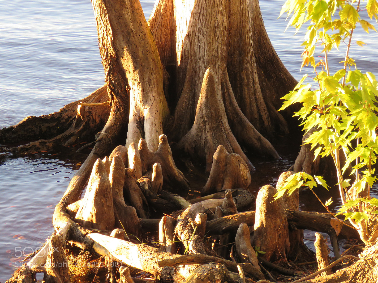 Canon PowerShot SX60 HS sample photo. Cypress knees on the photography