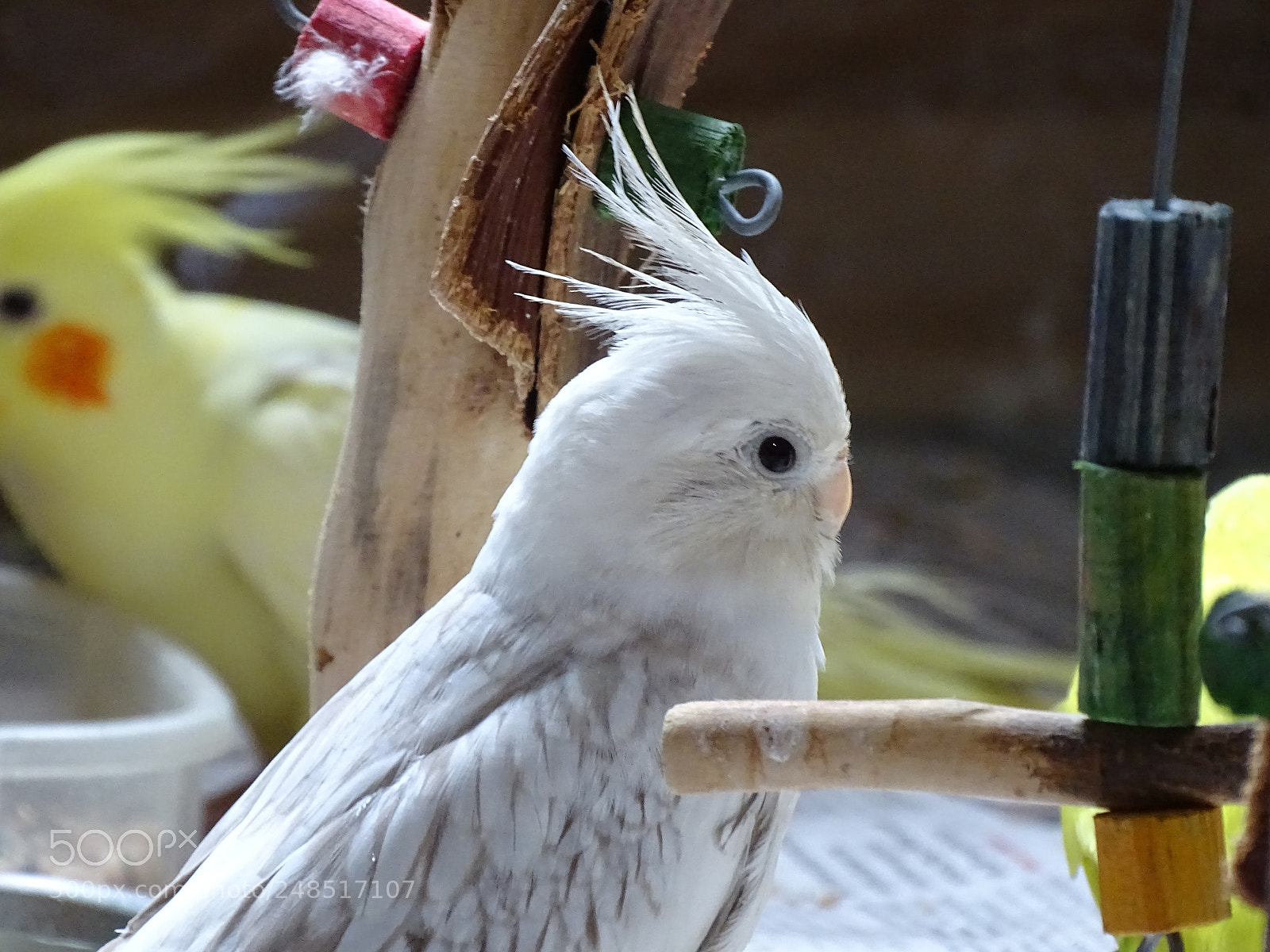 Sony Cyber-shot DSC-HX400V sample photo. Dsc photography