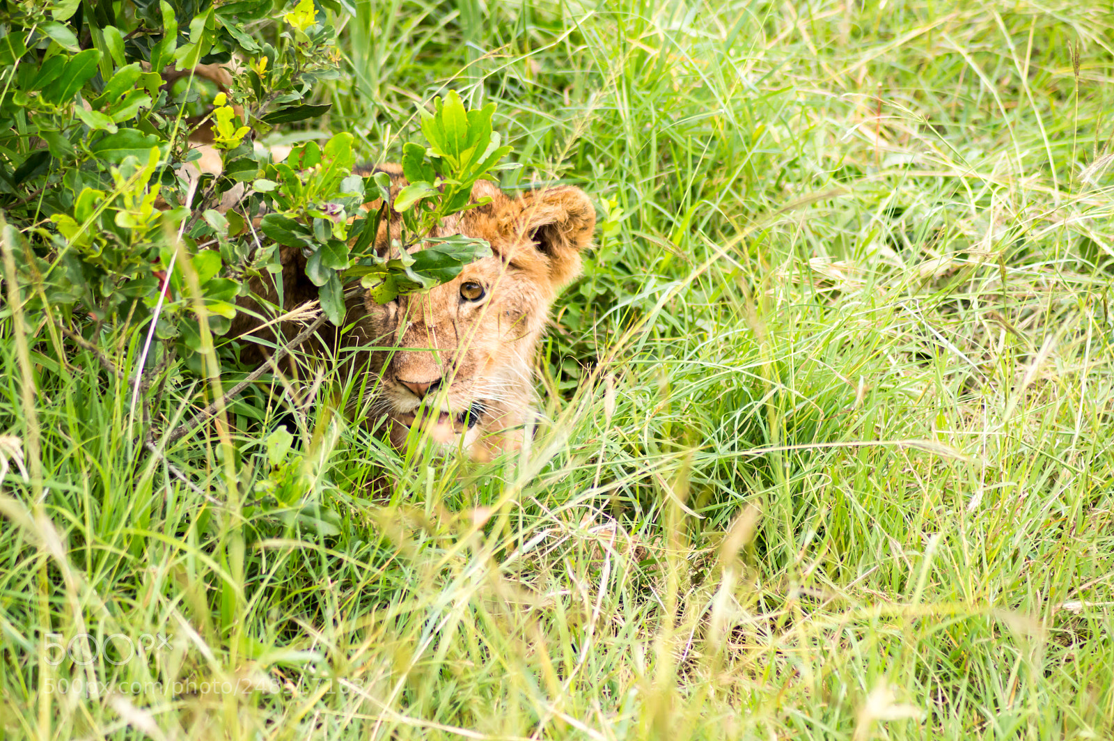 Nikon D3200 sample photo. Young lion hidden in photography