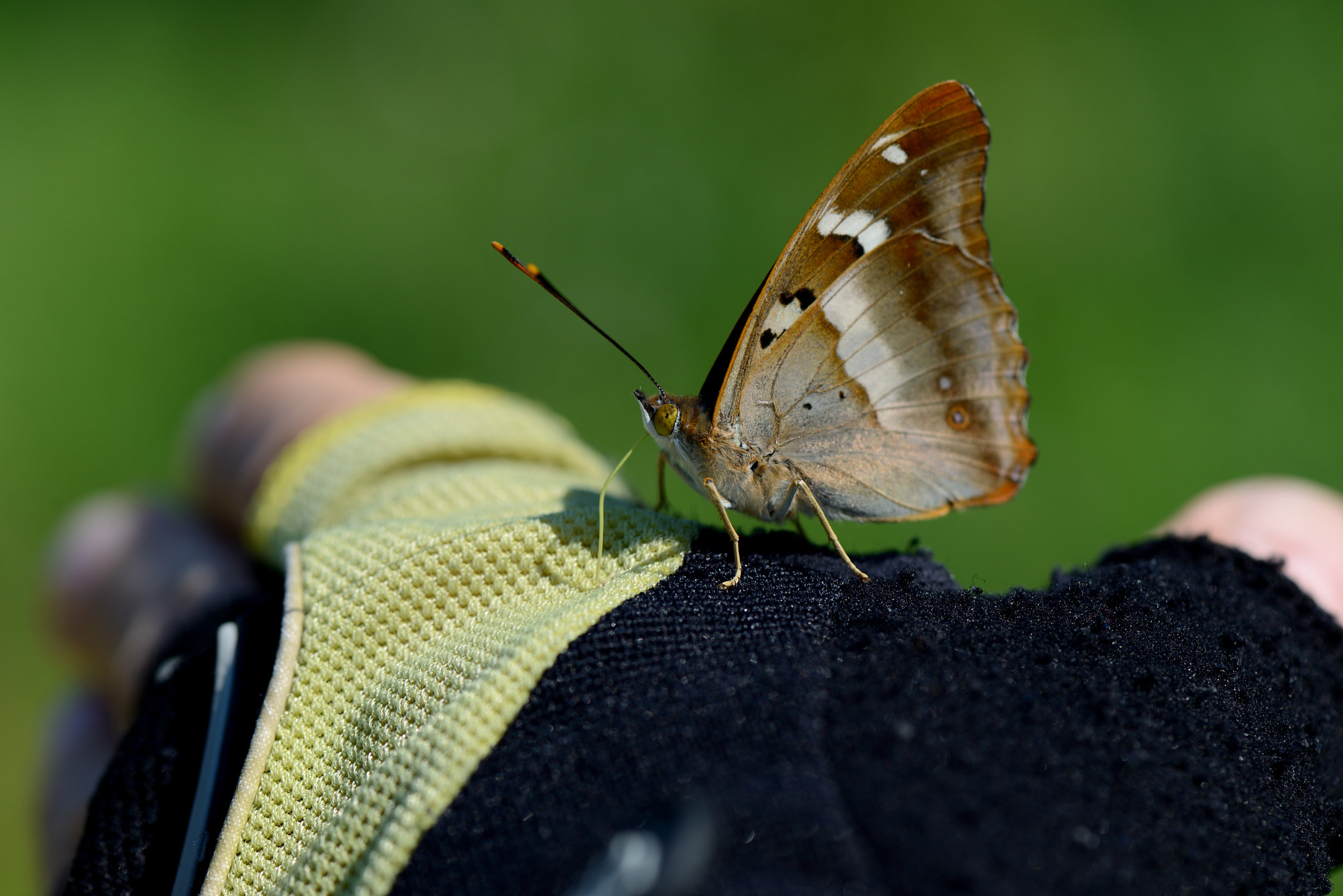 Nikon AF-S Micro-Nikkor 105mm F2.8G IF-ED VR sample photo. Apatura ilia photography