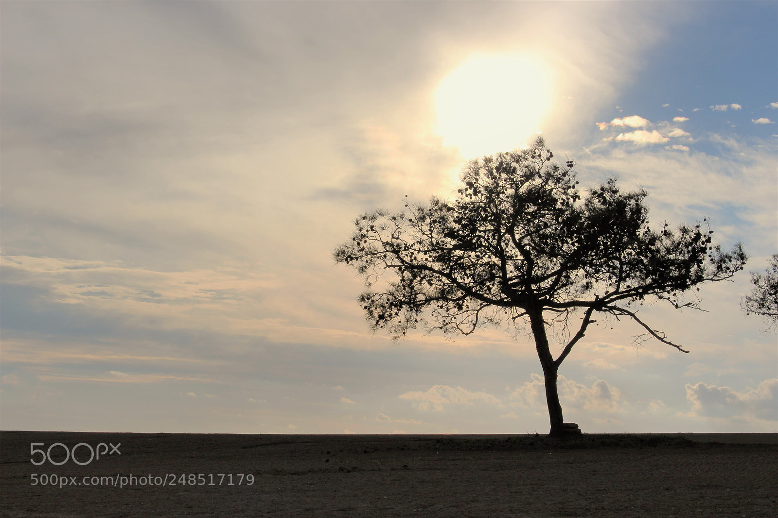 Canon EOS 700D (EOS Rebel T5i / EOS Kiss X7i) sample photo. The tree photography