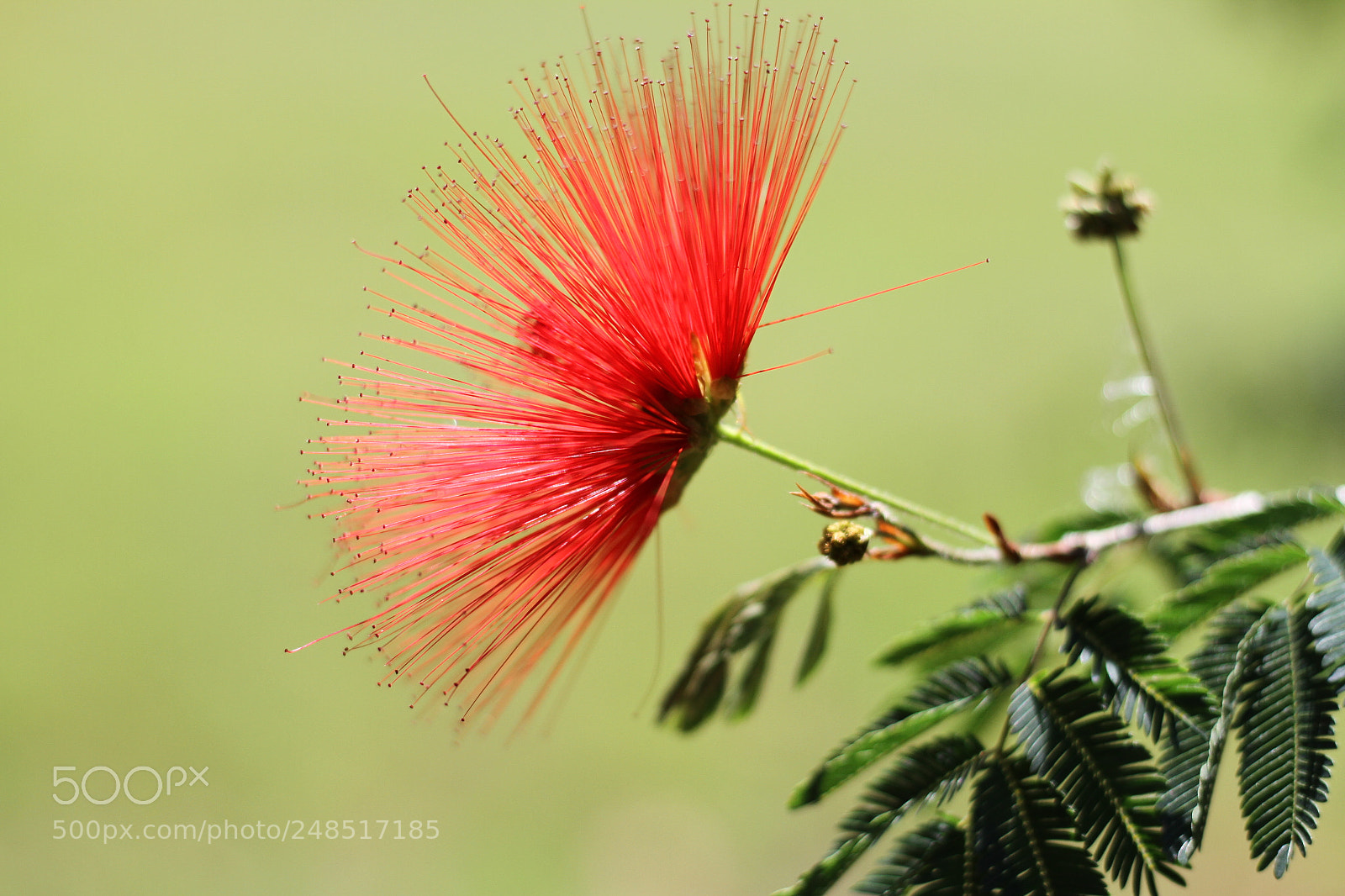 Canon EOS 7D sample photo. Flowers photography