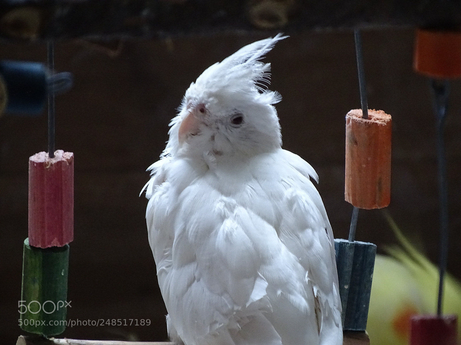 Sony Cyber-shot DSC-HX400V sample photo. Dsc photography