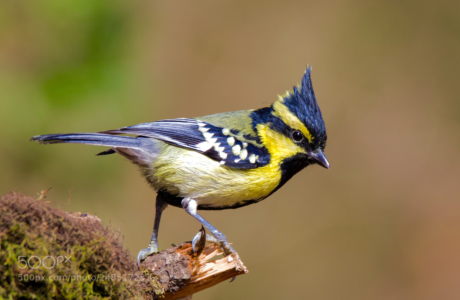 Canon EOS 600D (Rebel EOS T3i / EOS Kiss X5) sample photo. Black lored tit photography