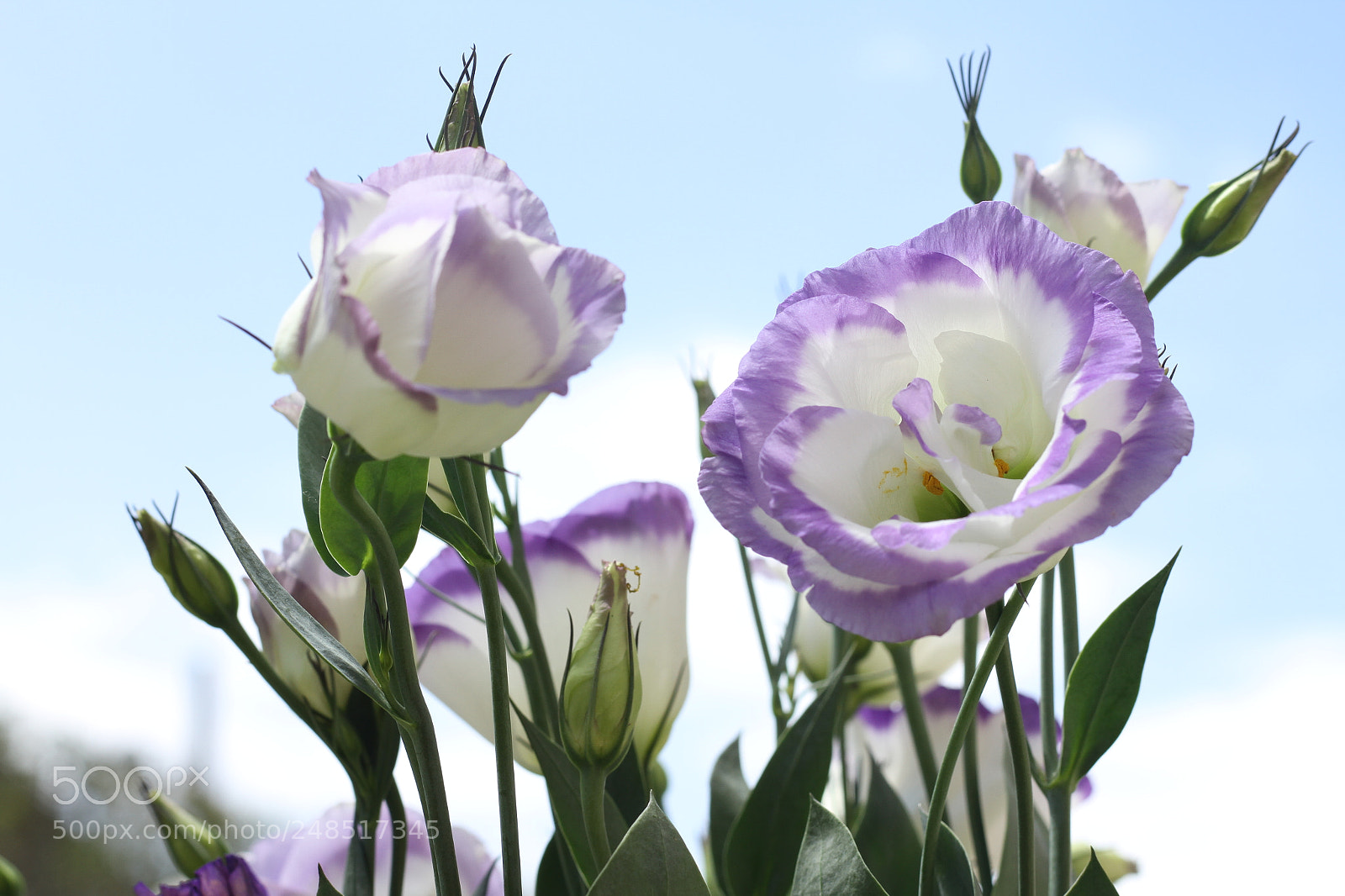 Canon EOS 7D sample photo. Flowers photography