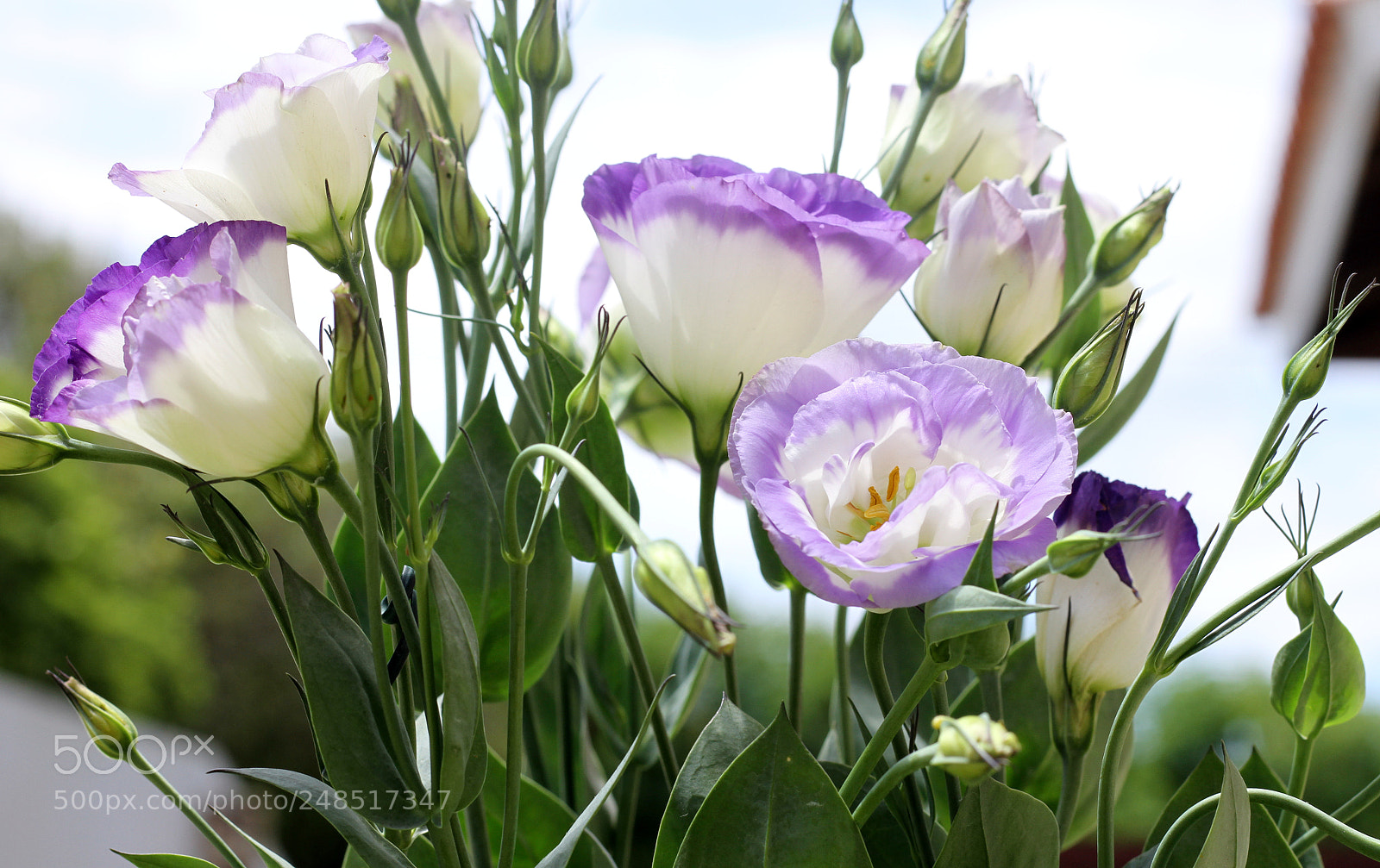 Canon EOS 7D sample photo. Flowers photography