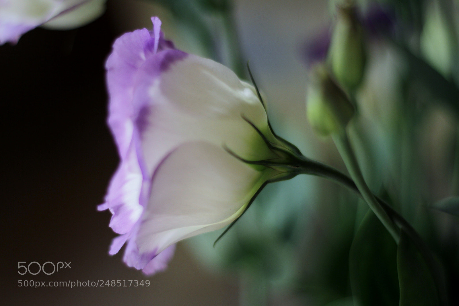 Canon EOS 7D sample photo. Flowers photography