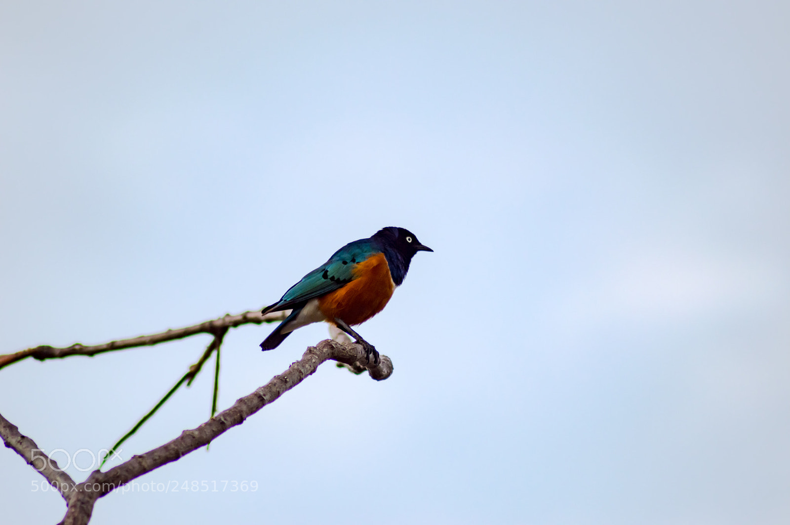 Nikon D3200 sample photo. Blue and orange starling photography