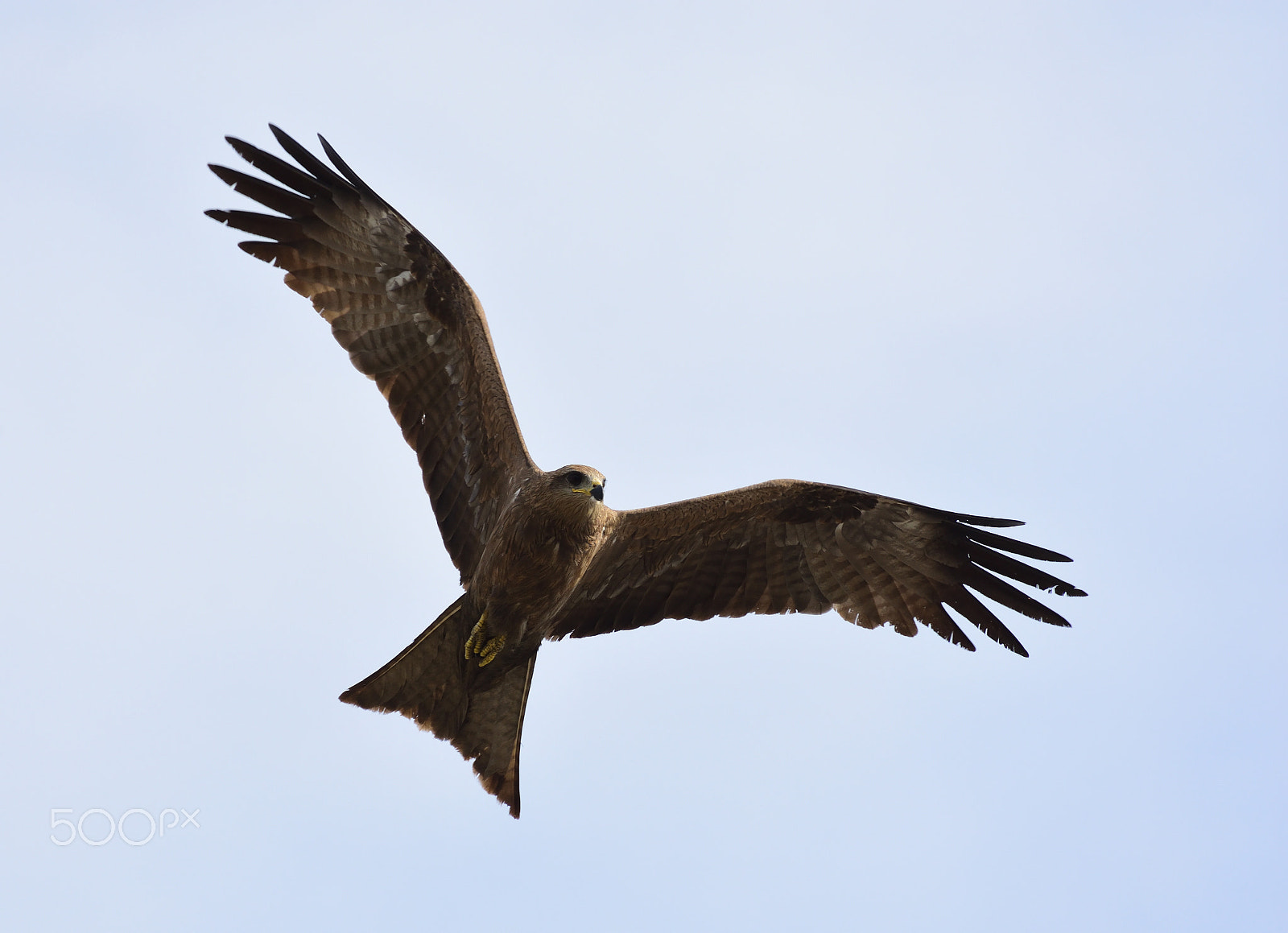 Nikon D7200 sample photo. Black kite photography