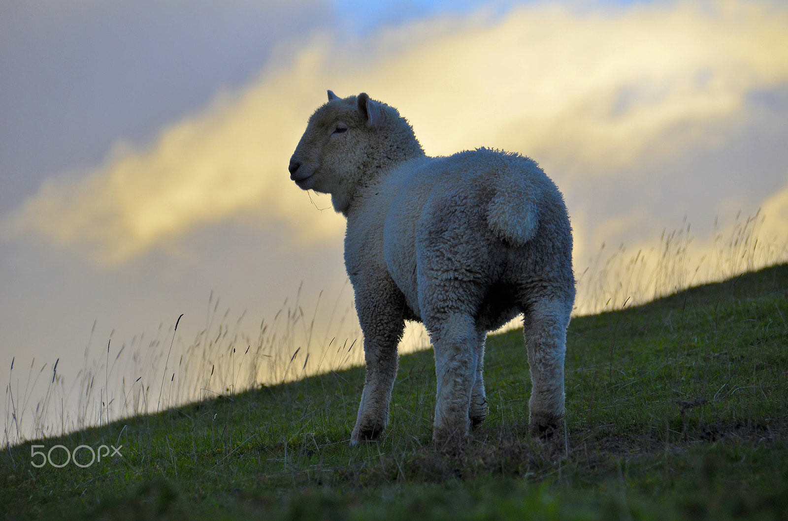 Nikon D7000 sample photo. Late evening sheep photography