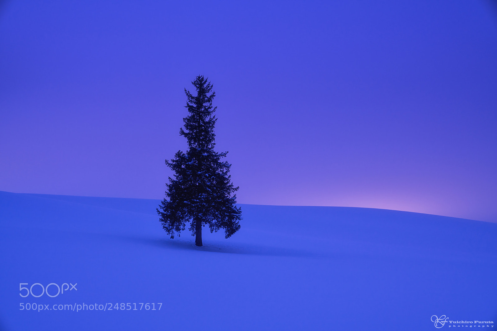 Sony a7R III sample photo. A tree called christmas photography